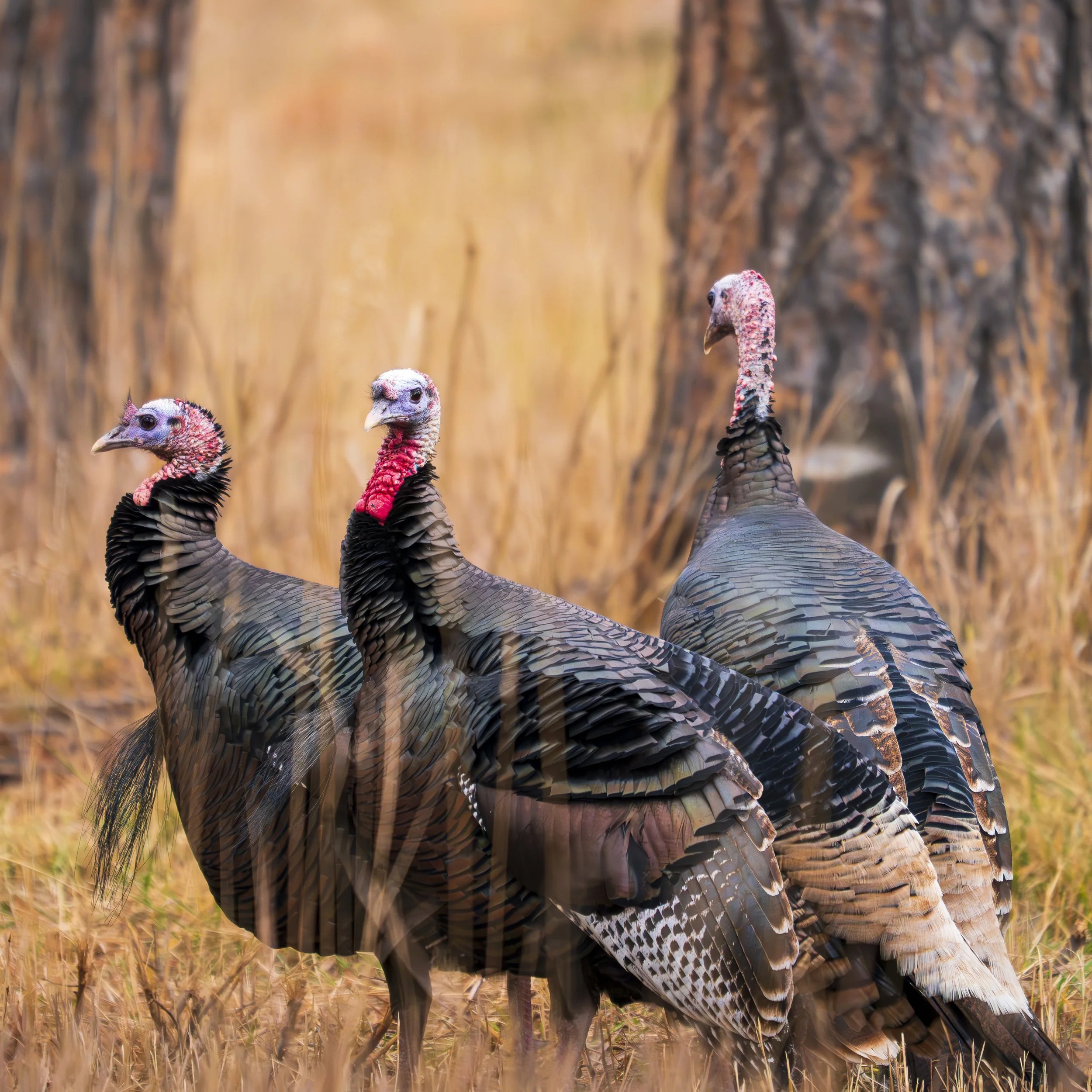 Turkeys, Colorado