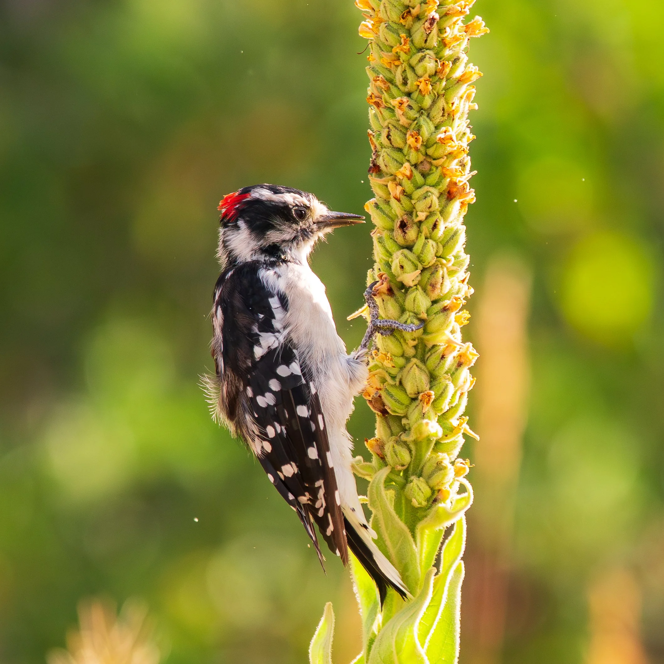 Wood Pecker, Colorado