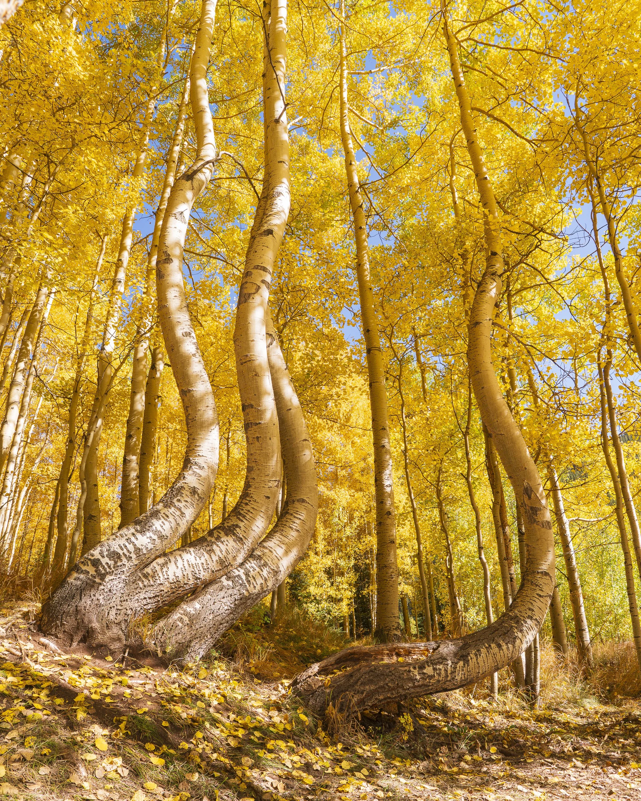 Colorado