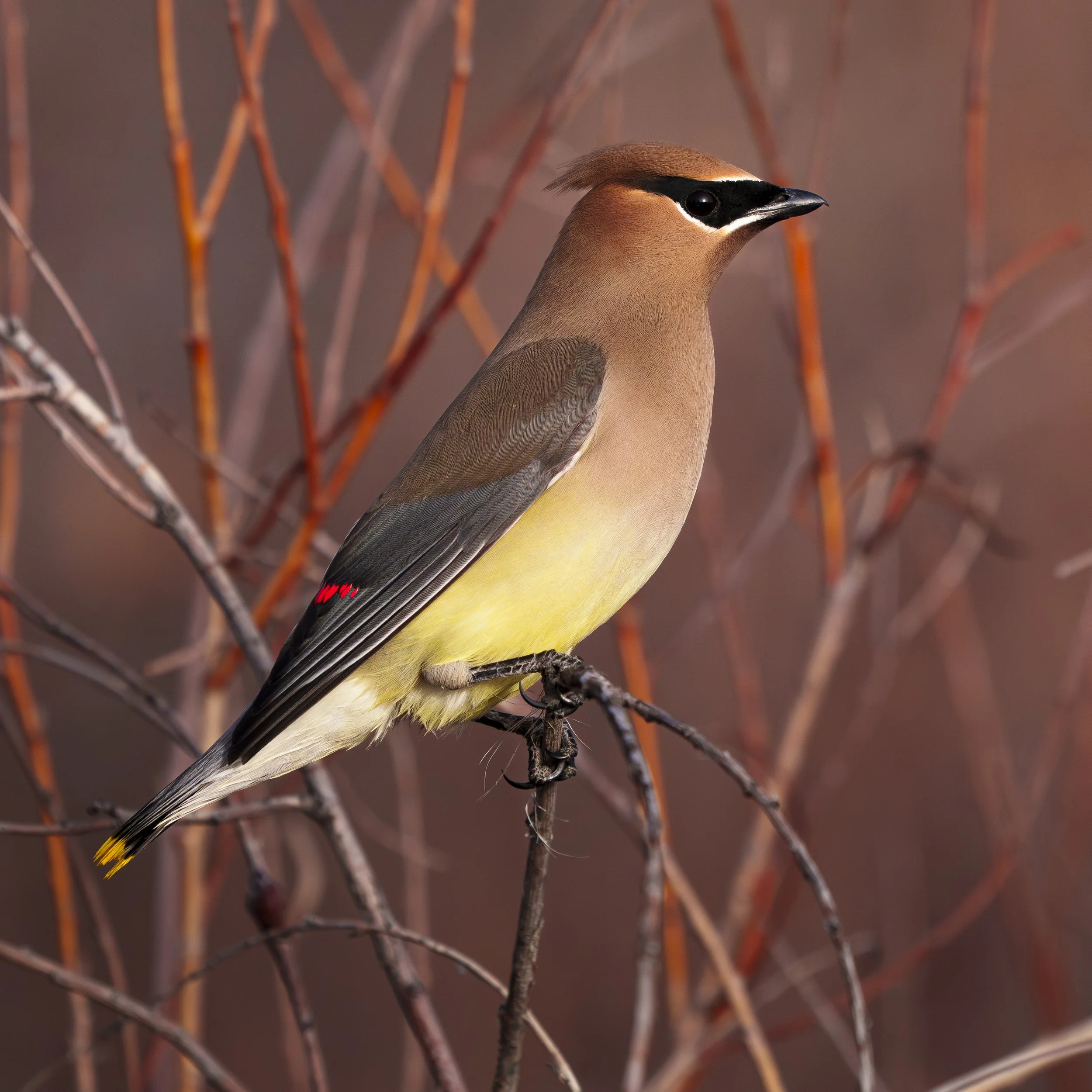 Cedar Waxwing, Colorado