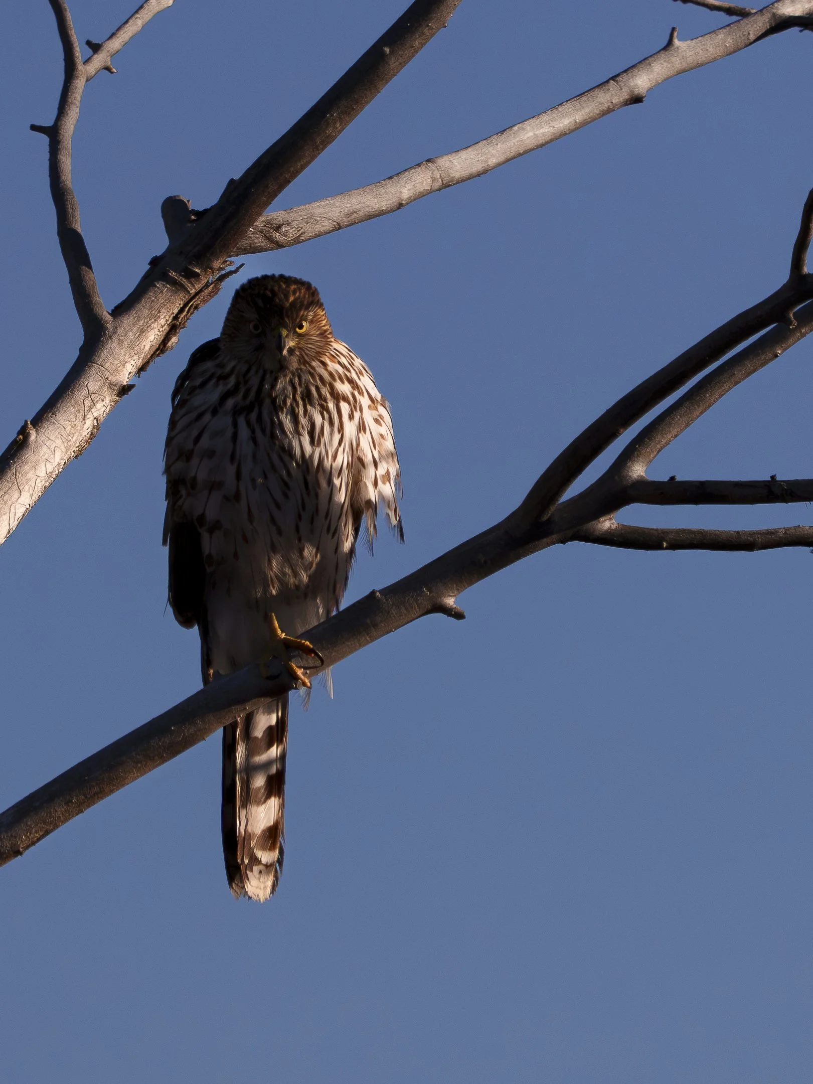 Coopers Hawk, Colorado