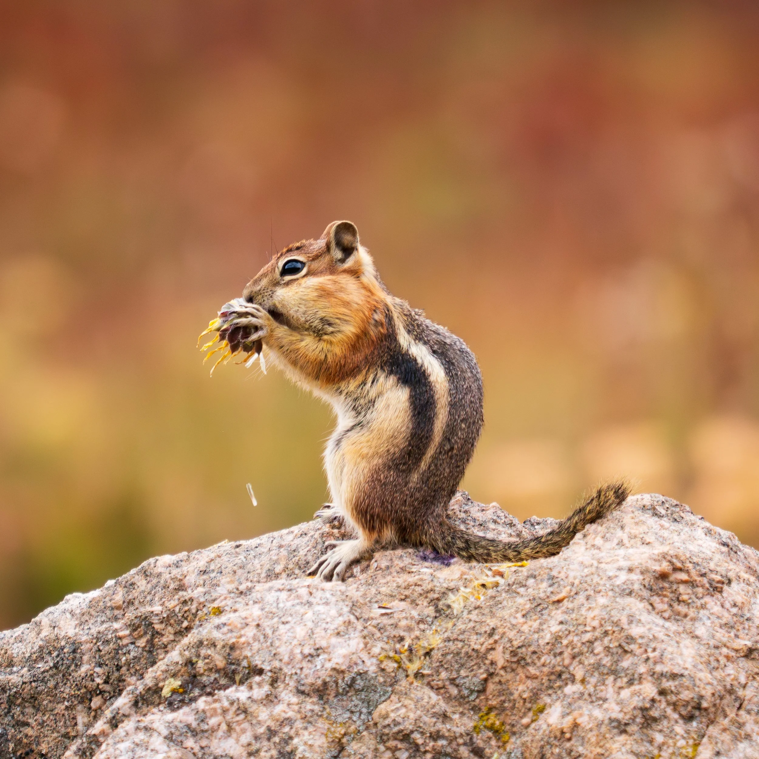 Chipmunk, Colorado