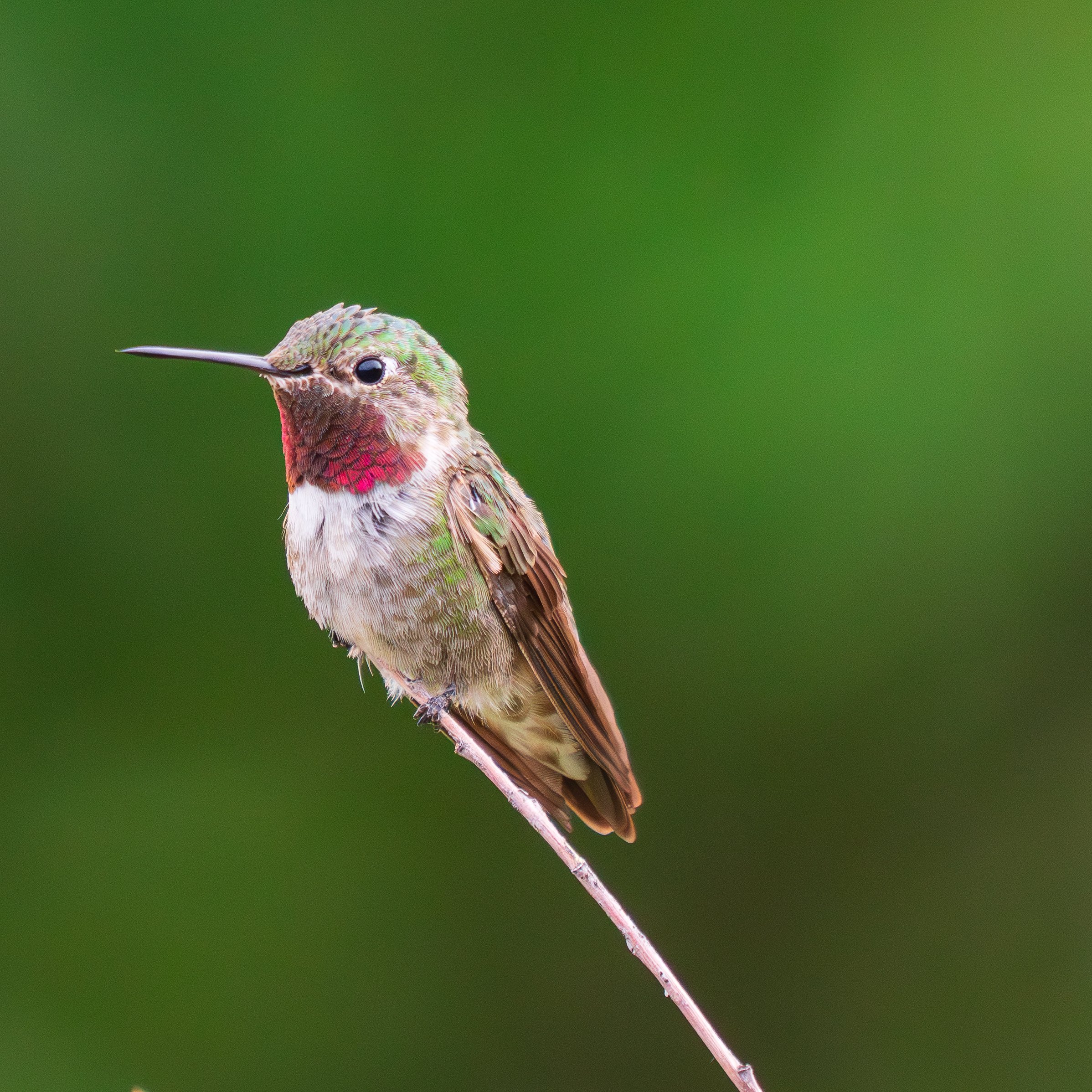 Hummingbird, Colorado