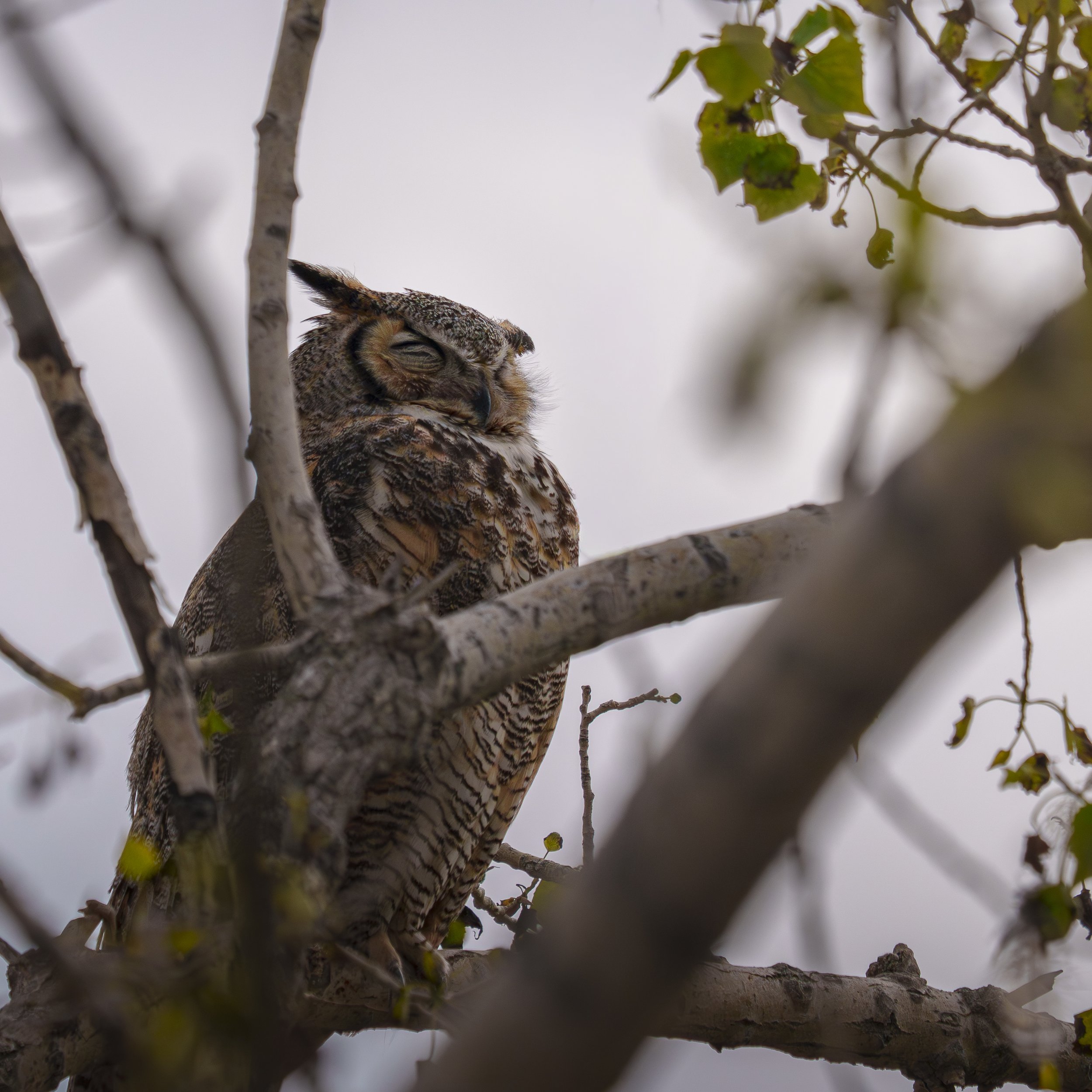 Great Horned Owl, Colorado
