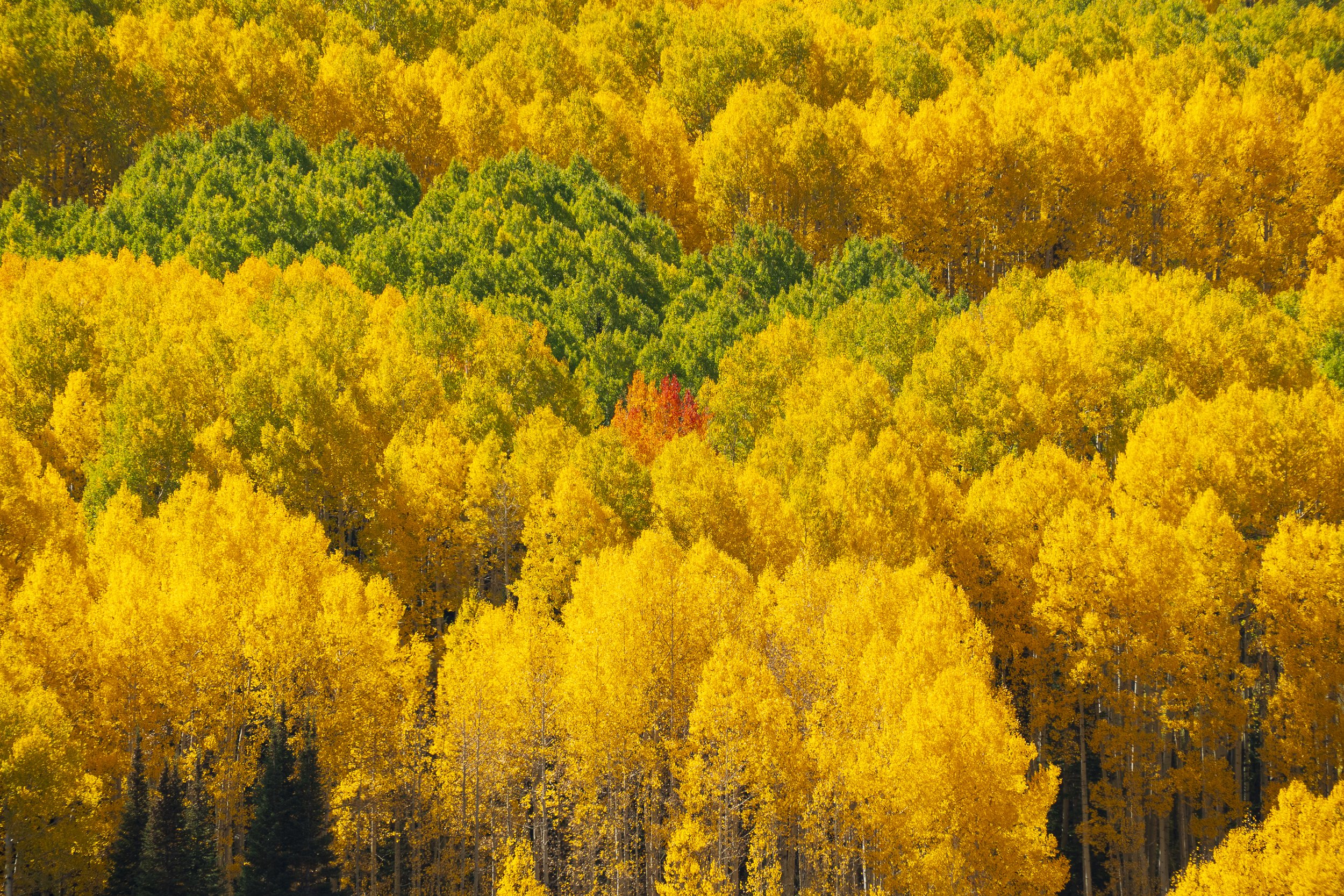 Kebler Pass, Utah