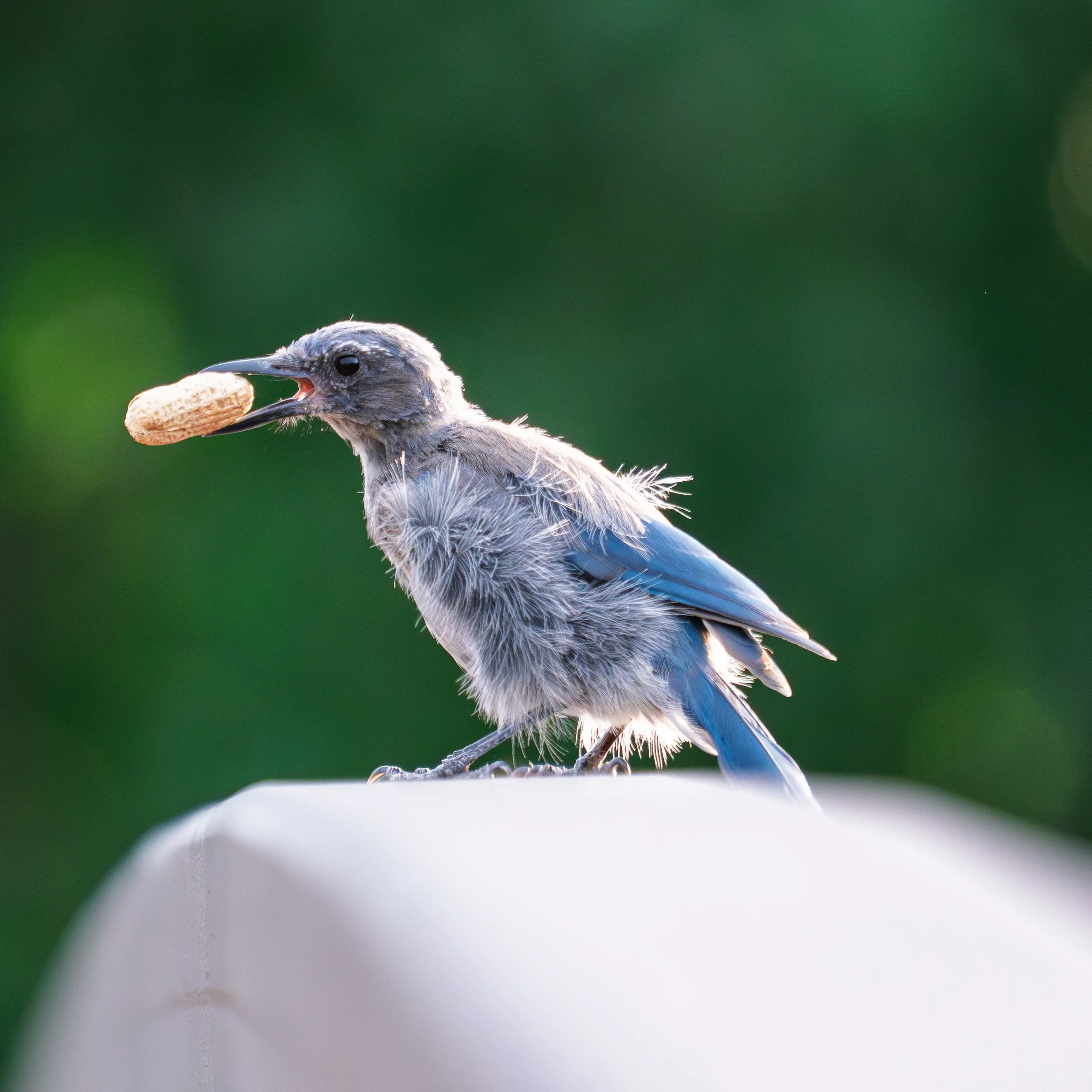 Blue Jay, Colorado