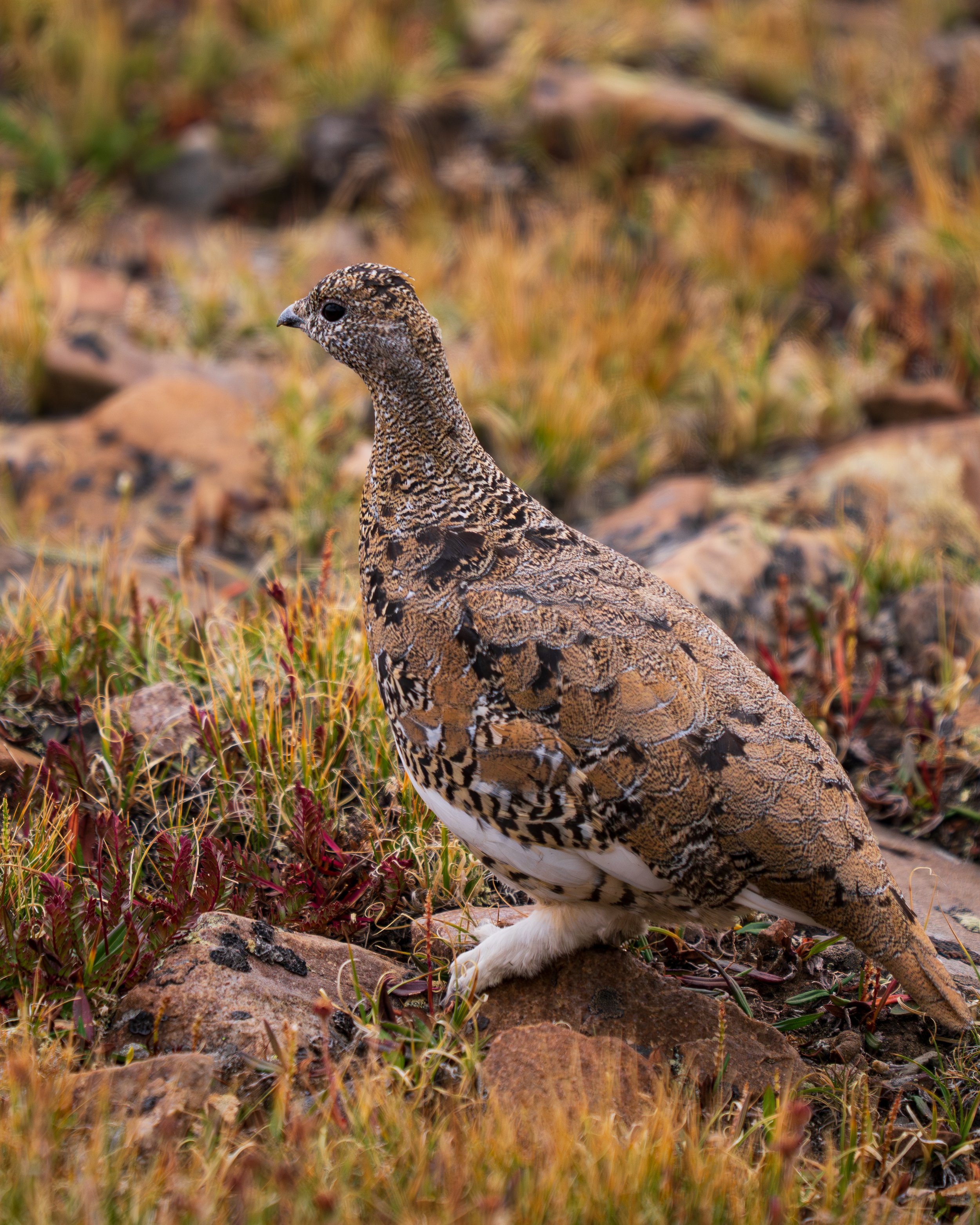 Rock Ptarmigin, Colorado