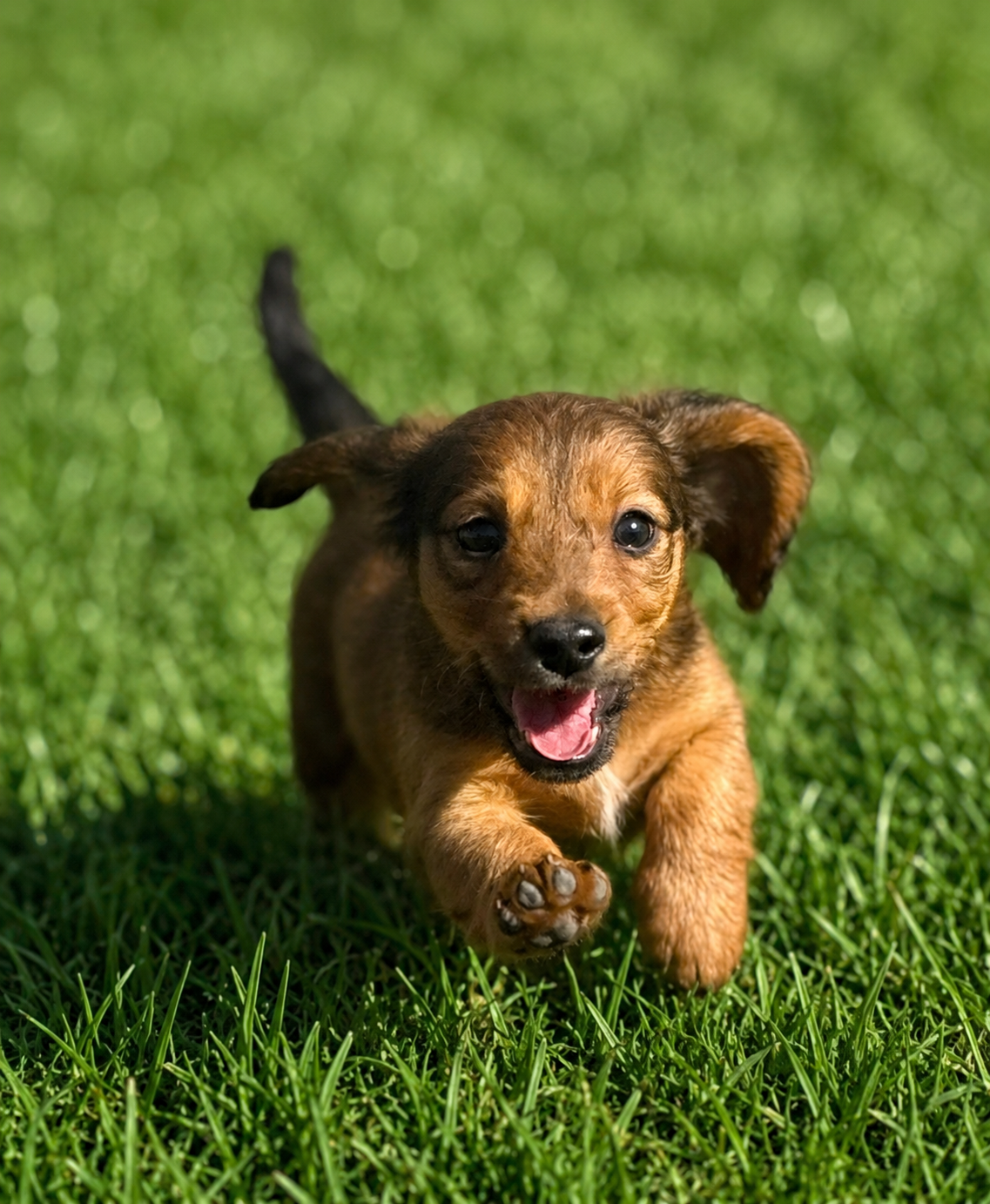 A happy shaded cream dachshund puppy running on green grass with a joyful expression.