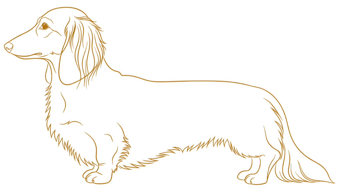 Outline of a long-haired Dachshund dog facing left.