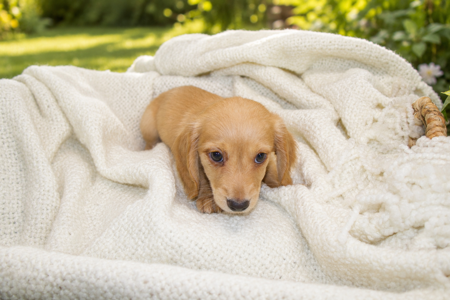 A small, cream dachshund puppy lying on a thick, cream-colored knitted blanket outdoors with green grass and trees in the background.