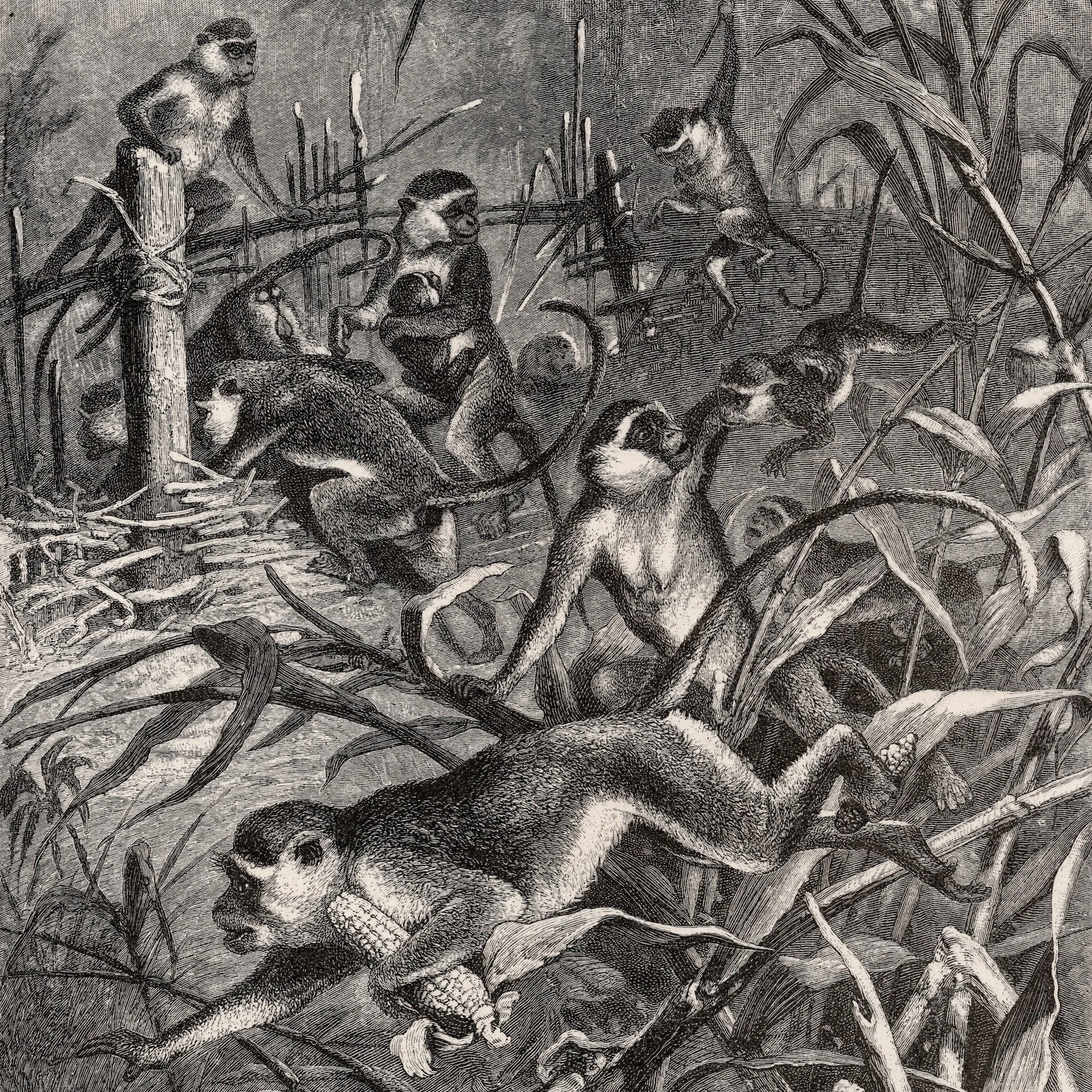 Wild Animals