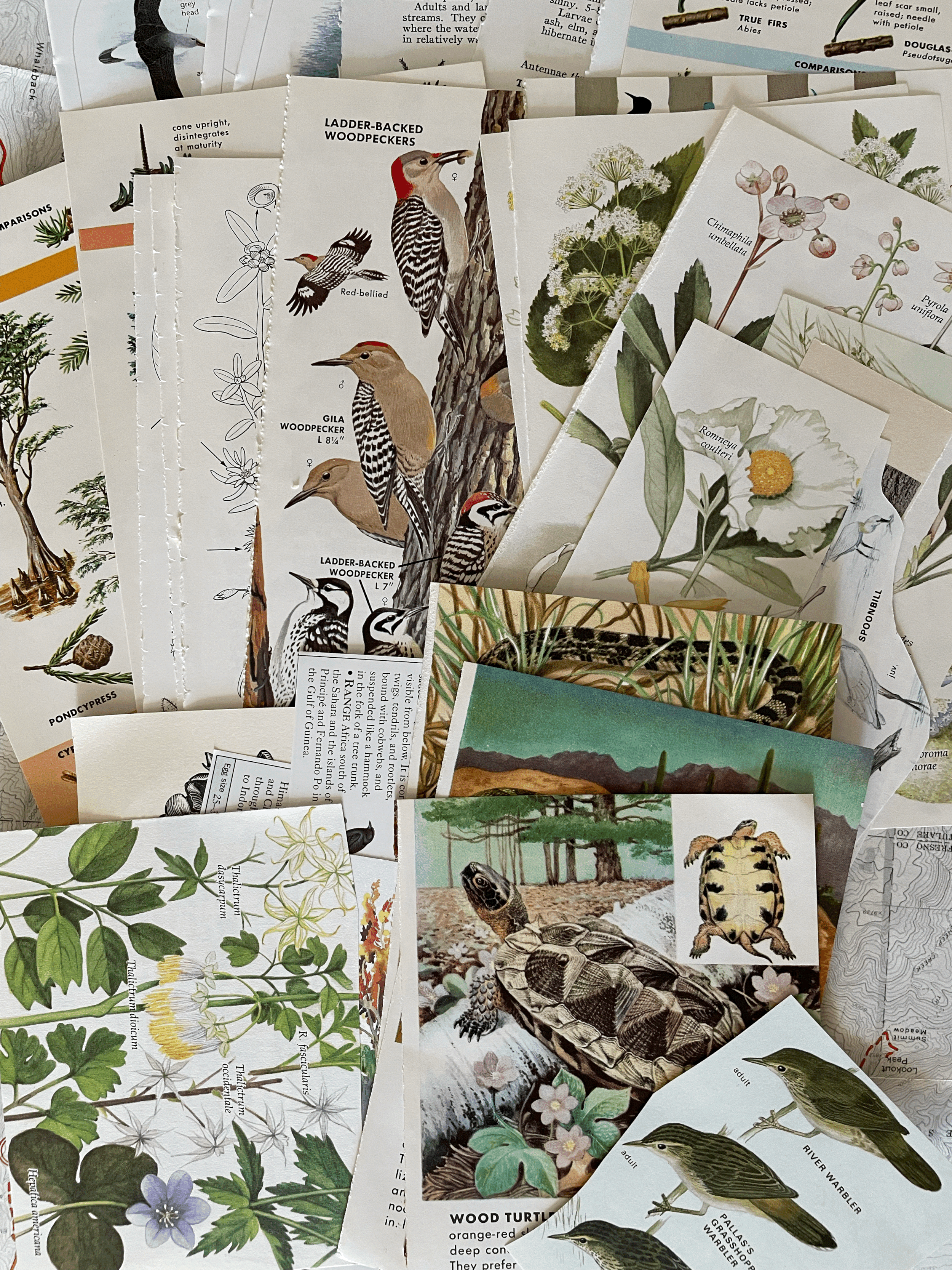 Where To Find “Junk” for Junk Journaling
