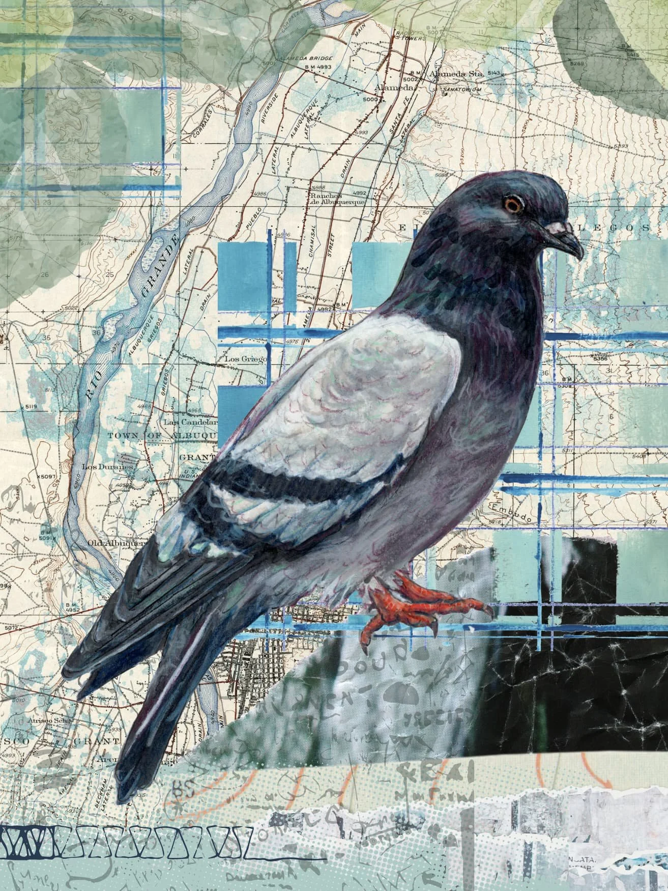 Mixed media illustration of an urban pigeon collaged on a vintage map of Albuquerque