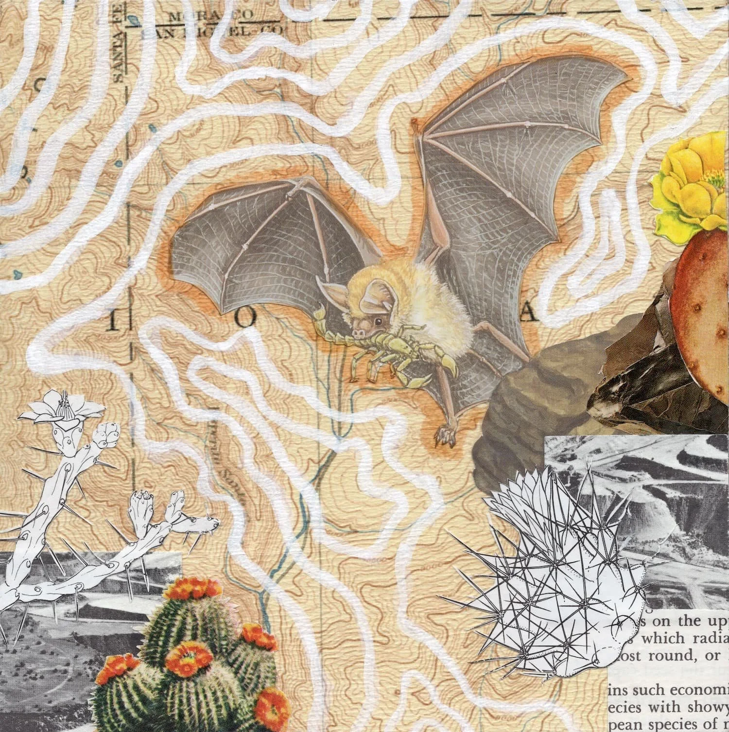 Pallid Bat_2026 web-squoosh.jpg