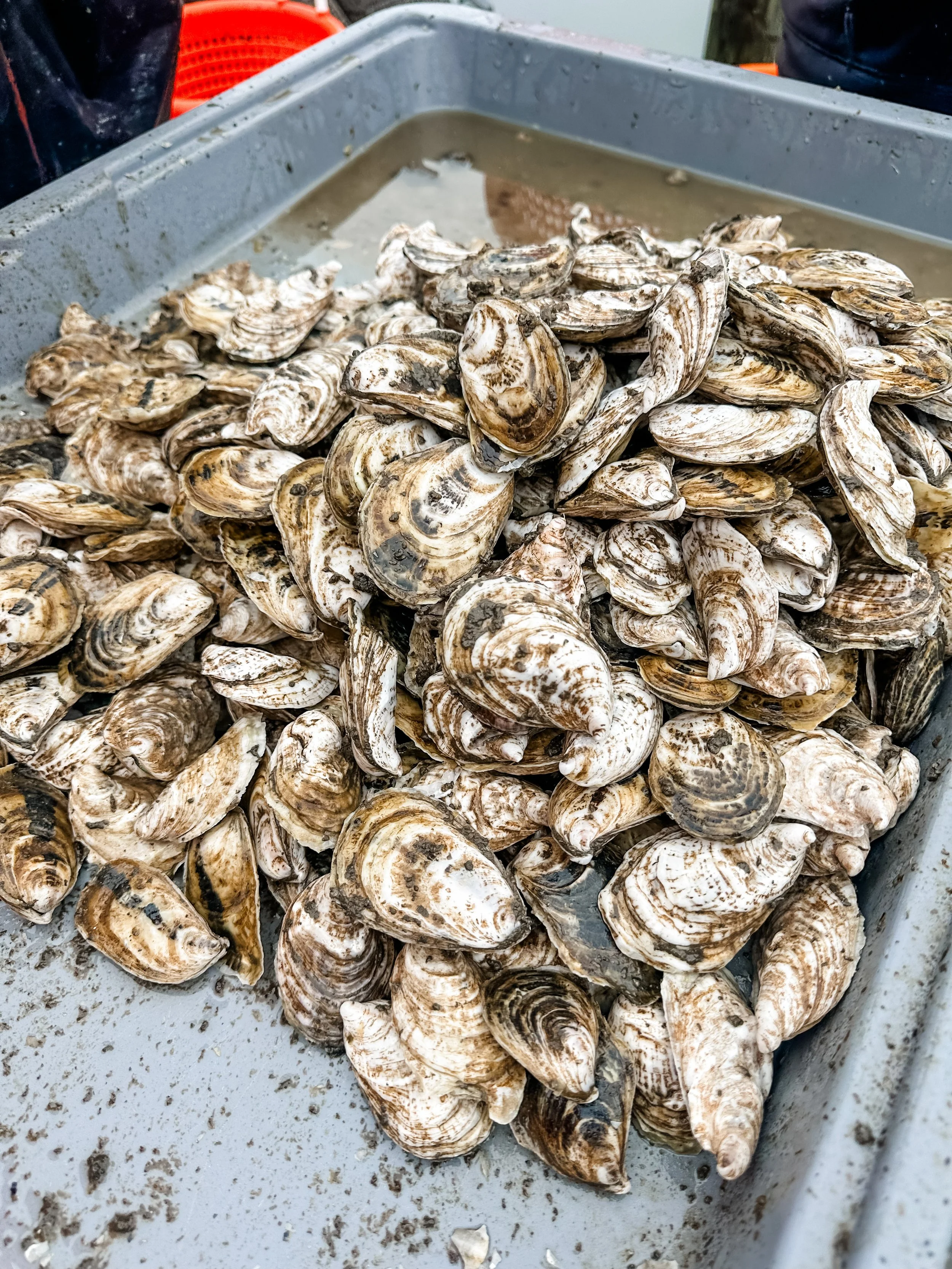 A large pile of oyster shells in a metal container, some water at the bottom, and muddy debris around.