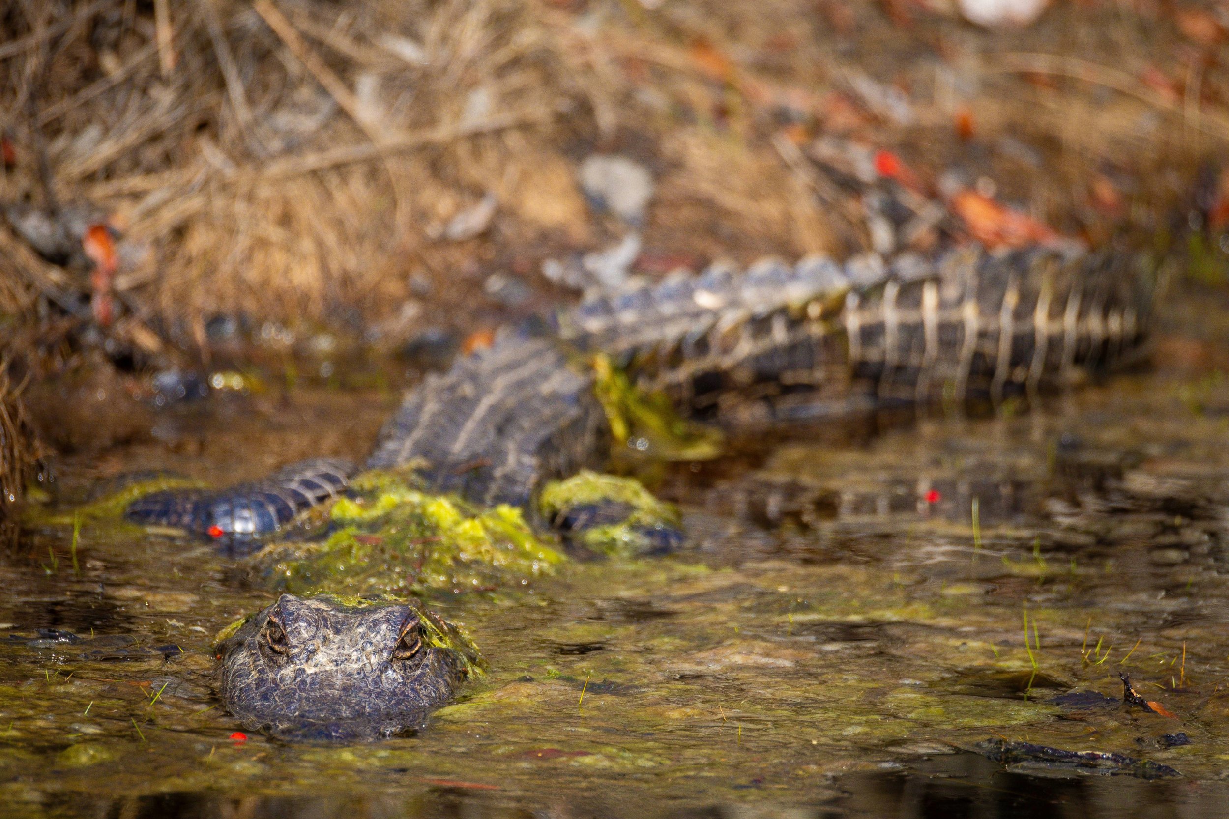 Wildlife