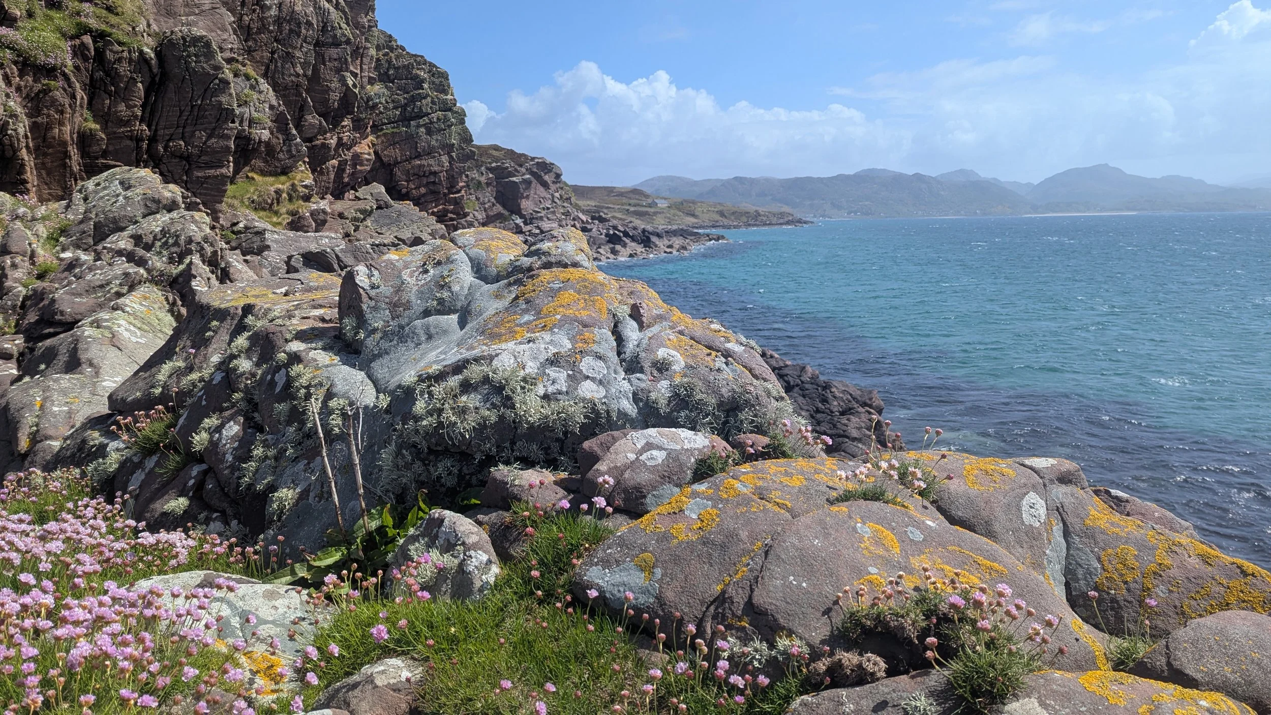 Rocky coastline with pink and green plants in foreground, large rocks covered in yellow and gray lichen, and calm water with distant mountains under a partly cloudy sky.