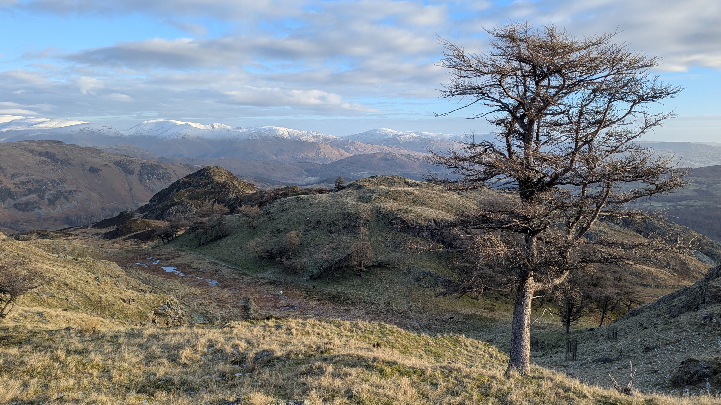 Mountain landscape with snow-capped peaks in the background, rolling grassy hills in the foreground, and a leafless tree on the right side of the image under a partly cloudy sky.