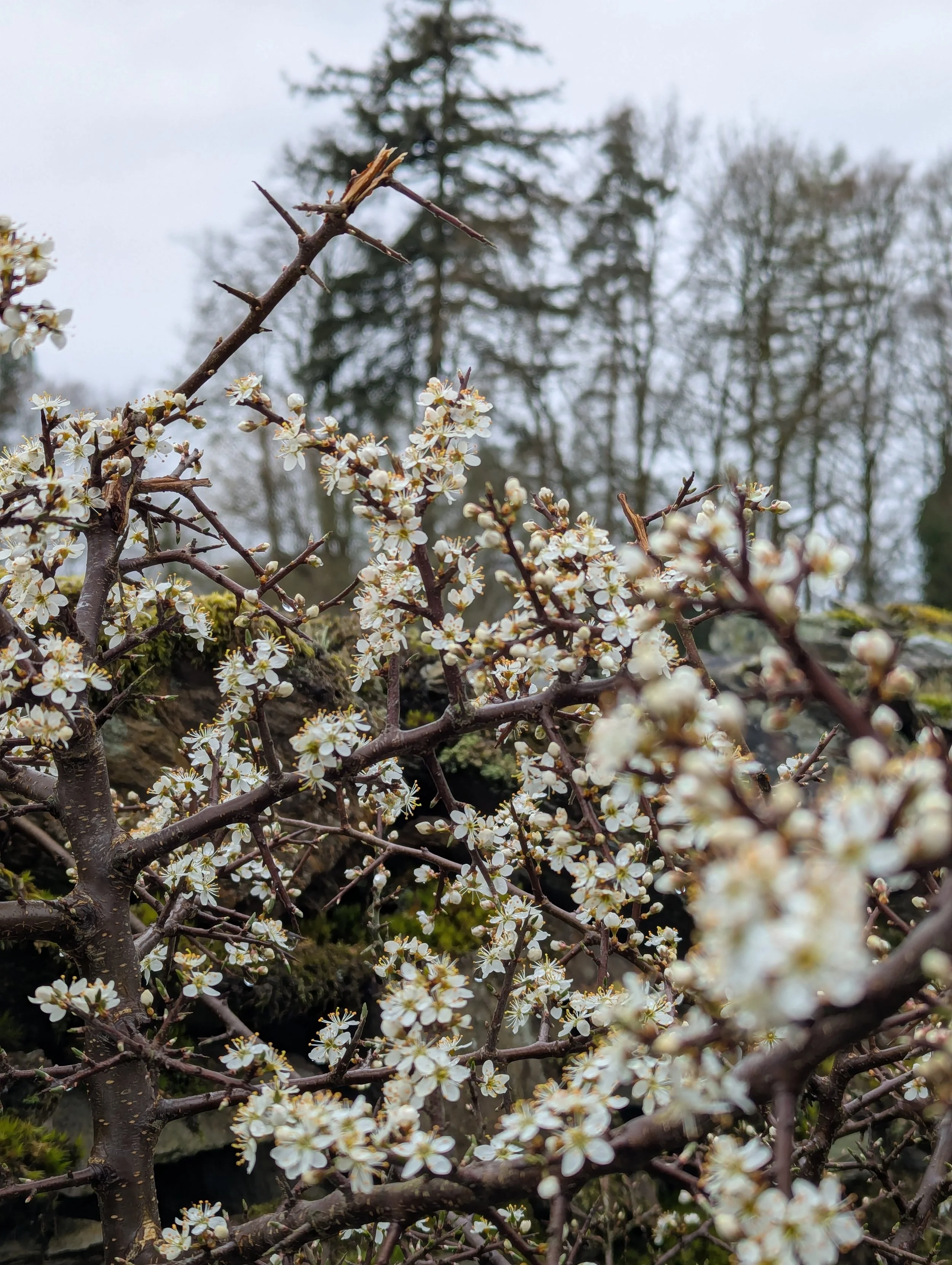 Close-up of white blossoms on a tree branch with dark branches, set against a blurred background of taller trees and a cloudy sky.