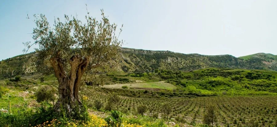 Mission_-_First_Olive_Tree_900x.jpg.jpeg