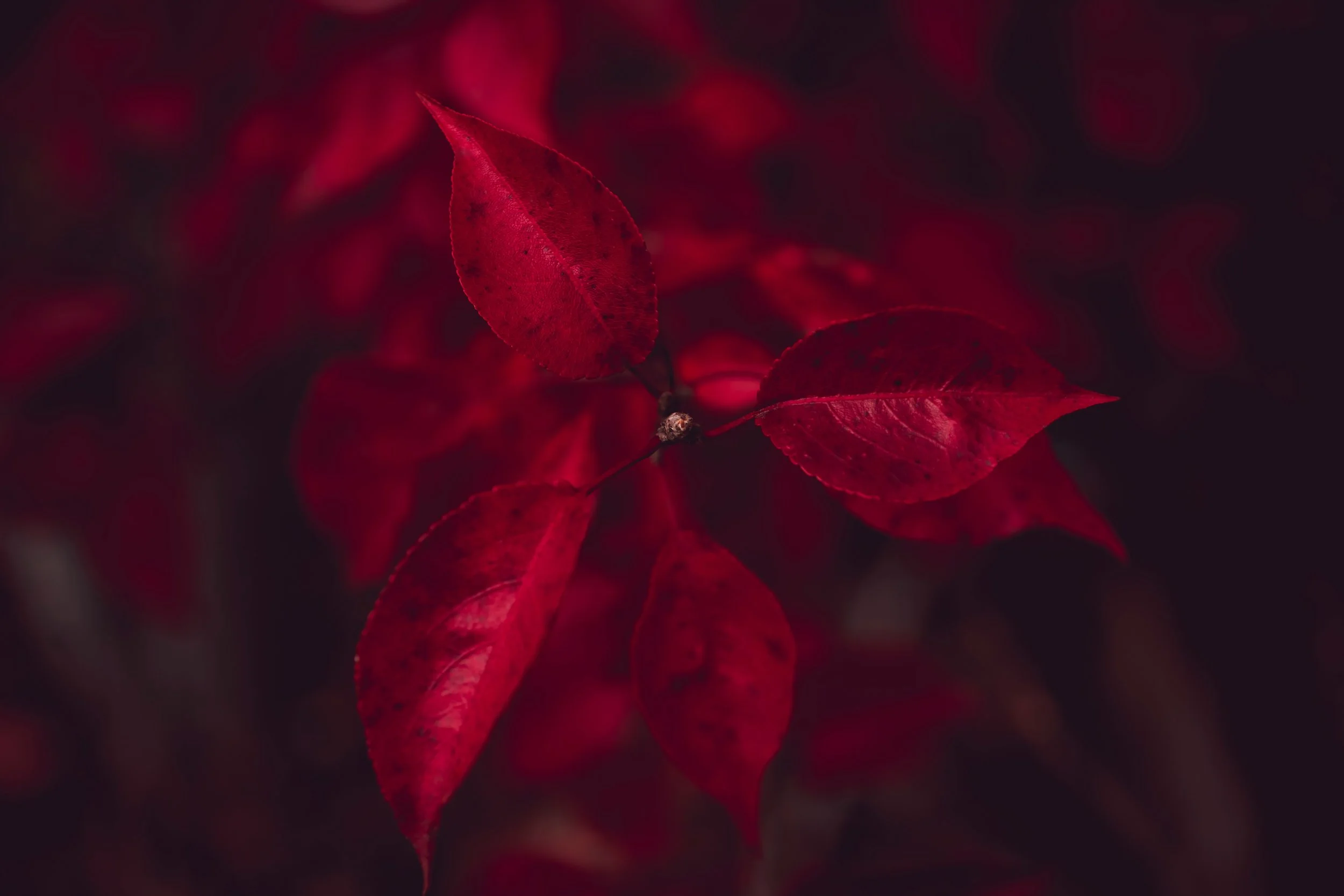 Colors