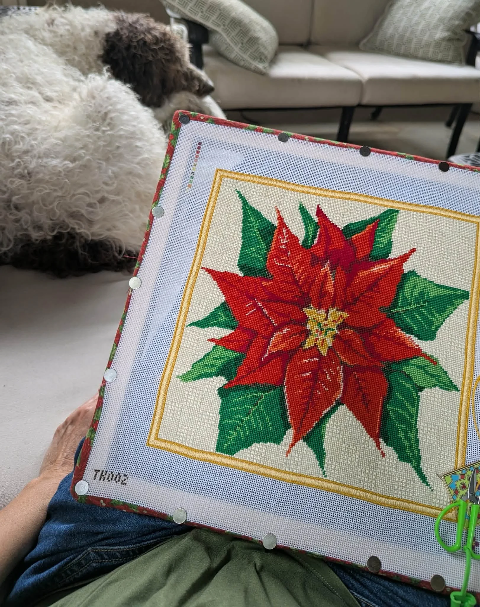 A person sitting on a couch holding a stitched needlepoint canvas holiday poinsettia design, with a labradoodle laying on the couch behind them and pillows in the background.