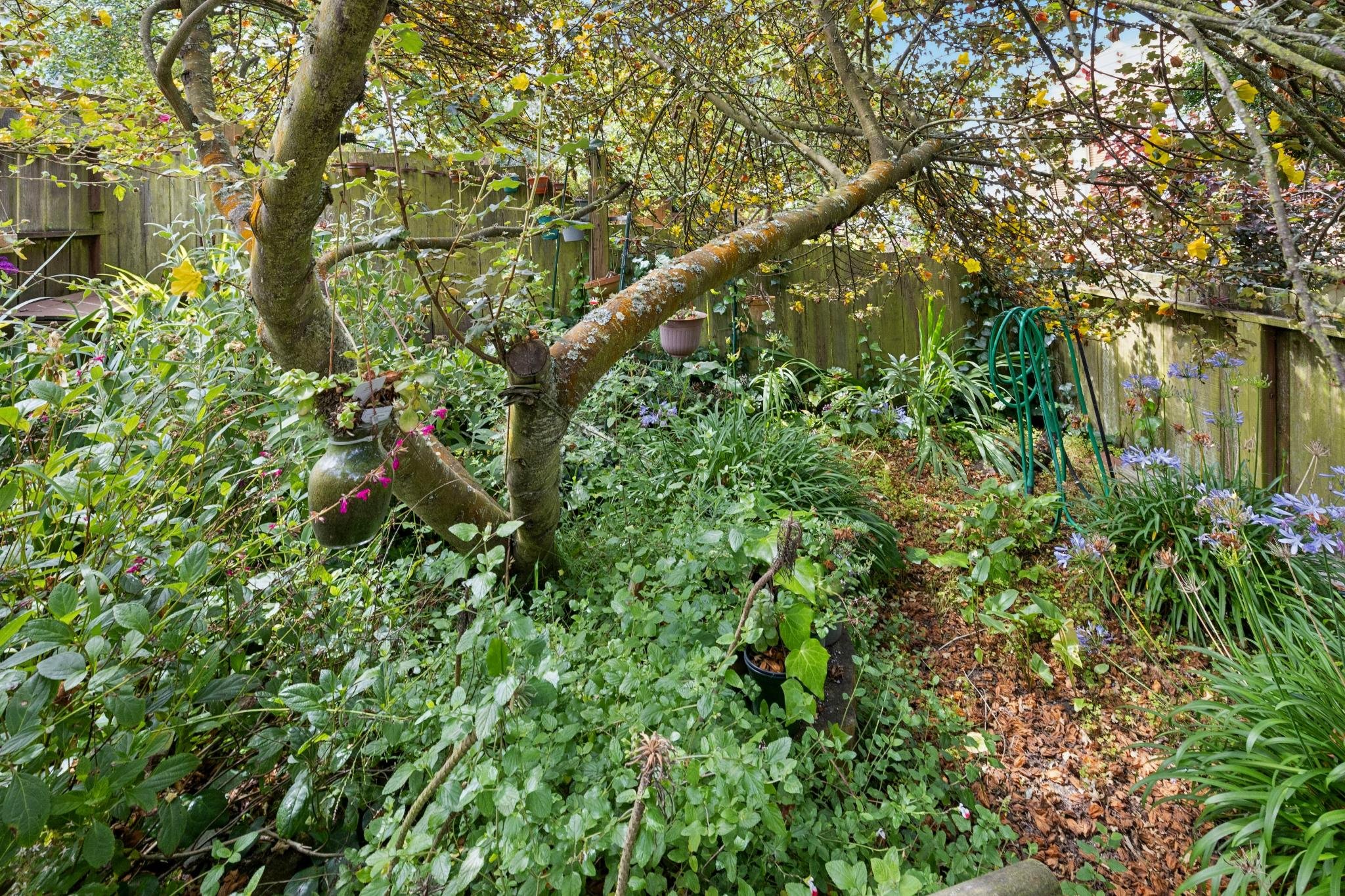 A lush backyard garden with various green plants, flowers, and a tree with supporting branches. There is a wooden fence in the background, with garden decorations and a green garden hose coiled on a hook.