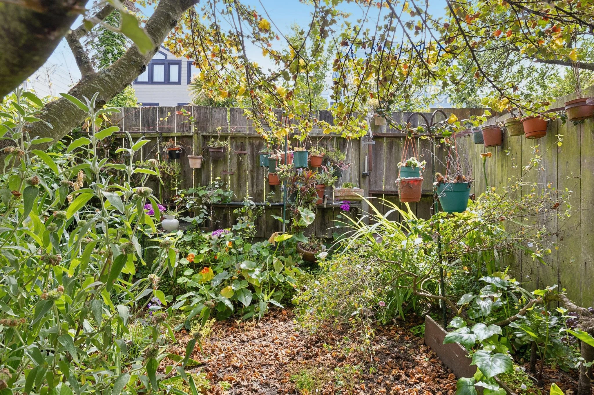 A lush backyard garden with a wooden fence decorated with hanging flower pots and plants; a large tree with green and yellow leaves overhanging the garden, with a house and power lines visible in the background.