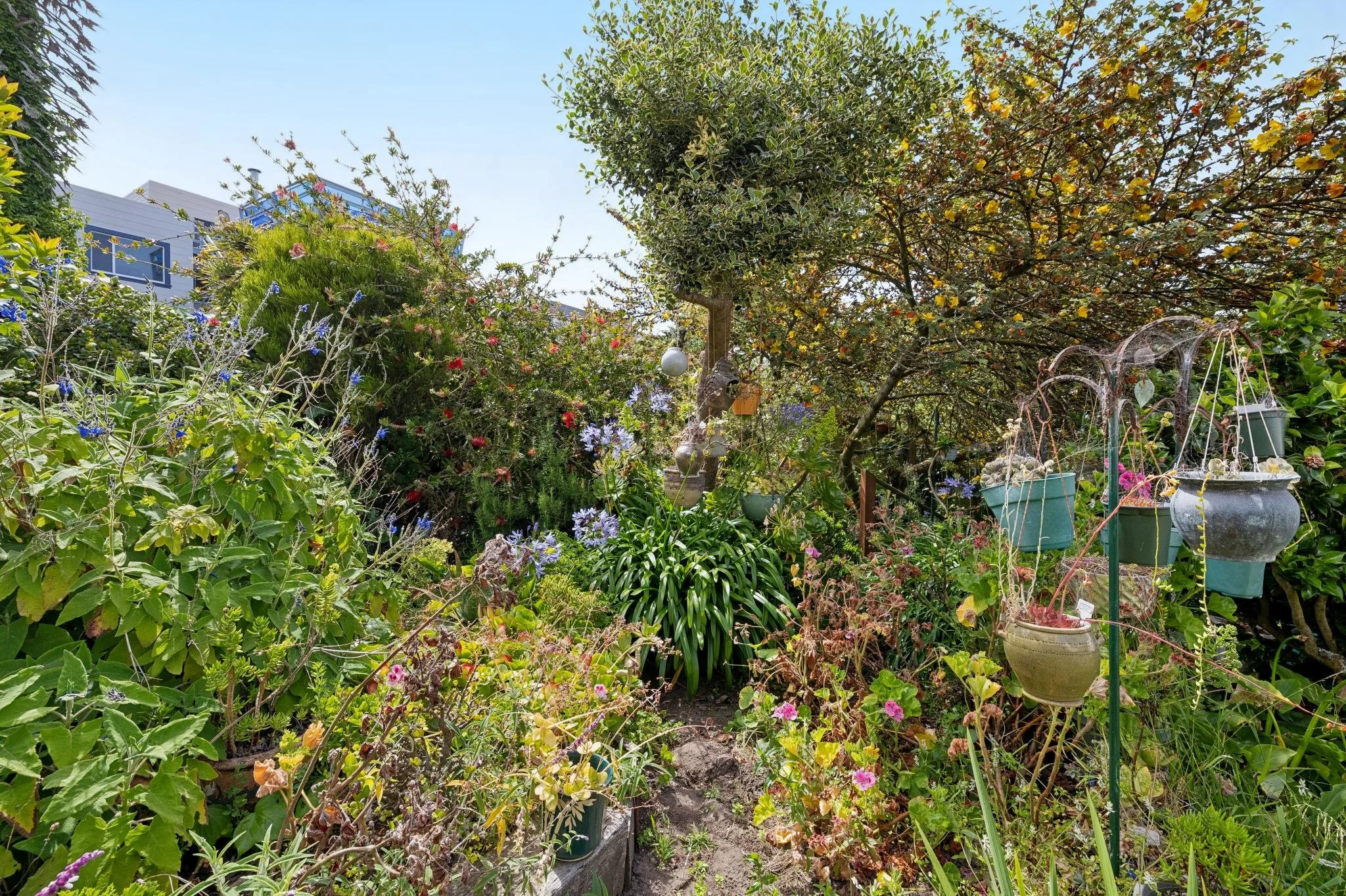 A lush backyard garden filled with various plants, flowers, trees, and hanging pots with a modern building visible in the background.