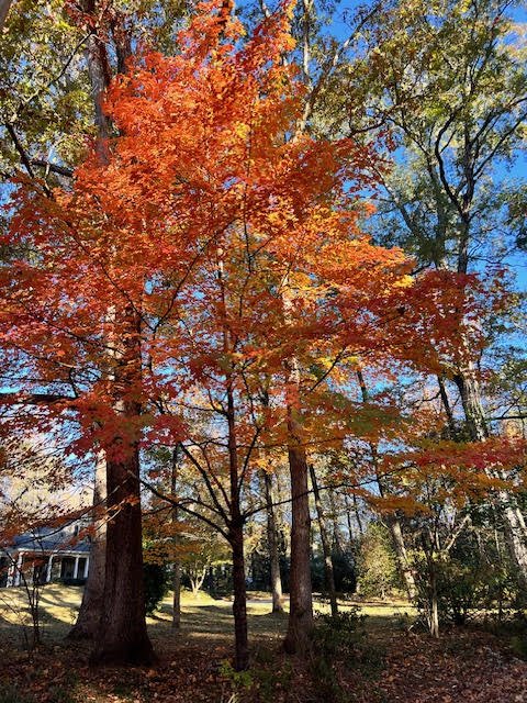 Autumn trees with red, orange, and yellow leaves in a park with a house partially visible in the background under a clear blue sky.