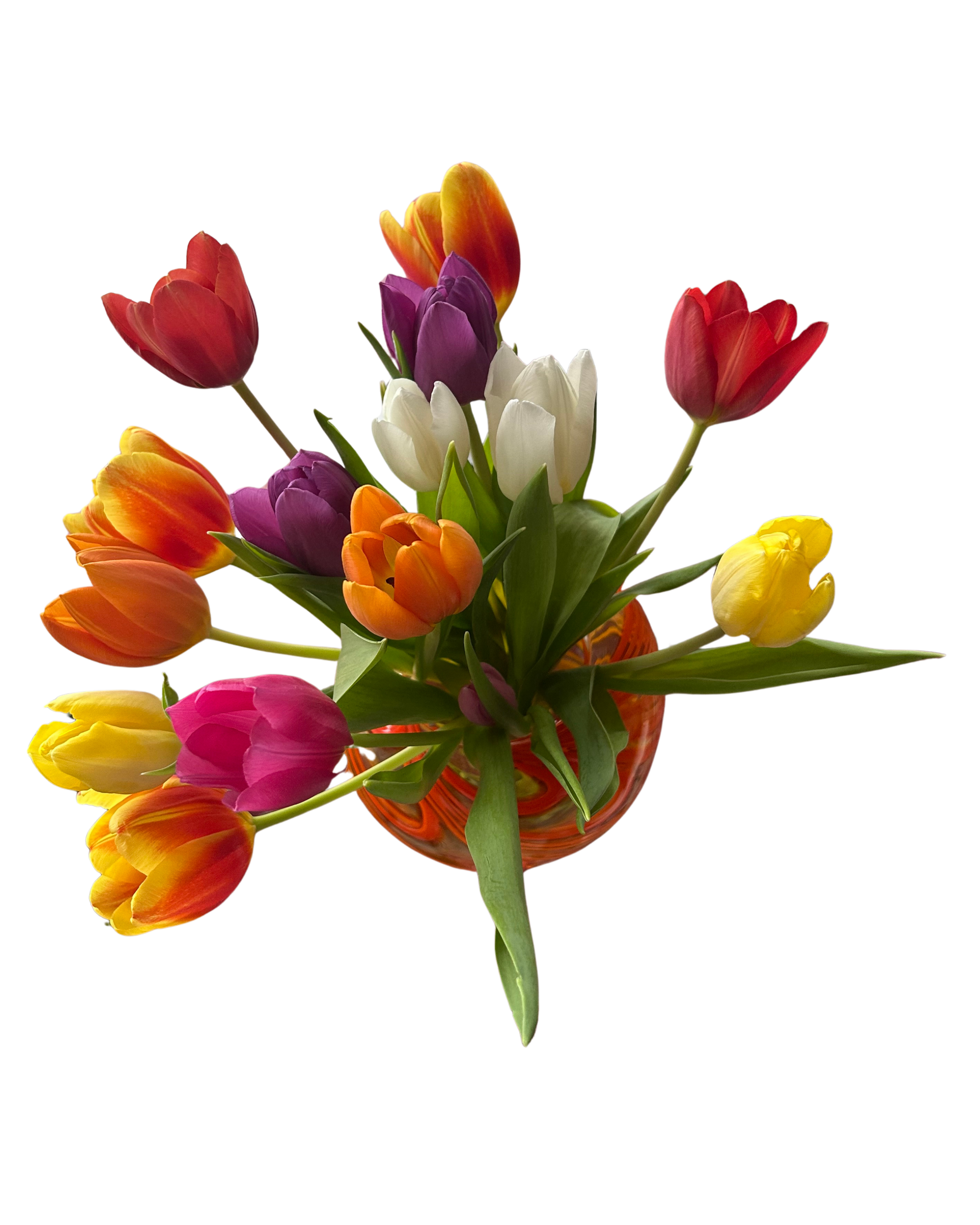 Bunter Tulpenstrauß in einer orangenen Vase, bestehend aus roten, gelben, weißen, lila und orangefarbigen Tulpen auf transparentem Hintergrund.
