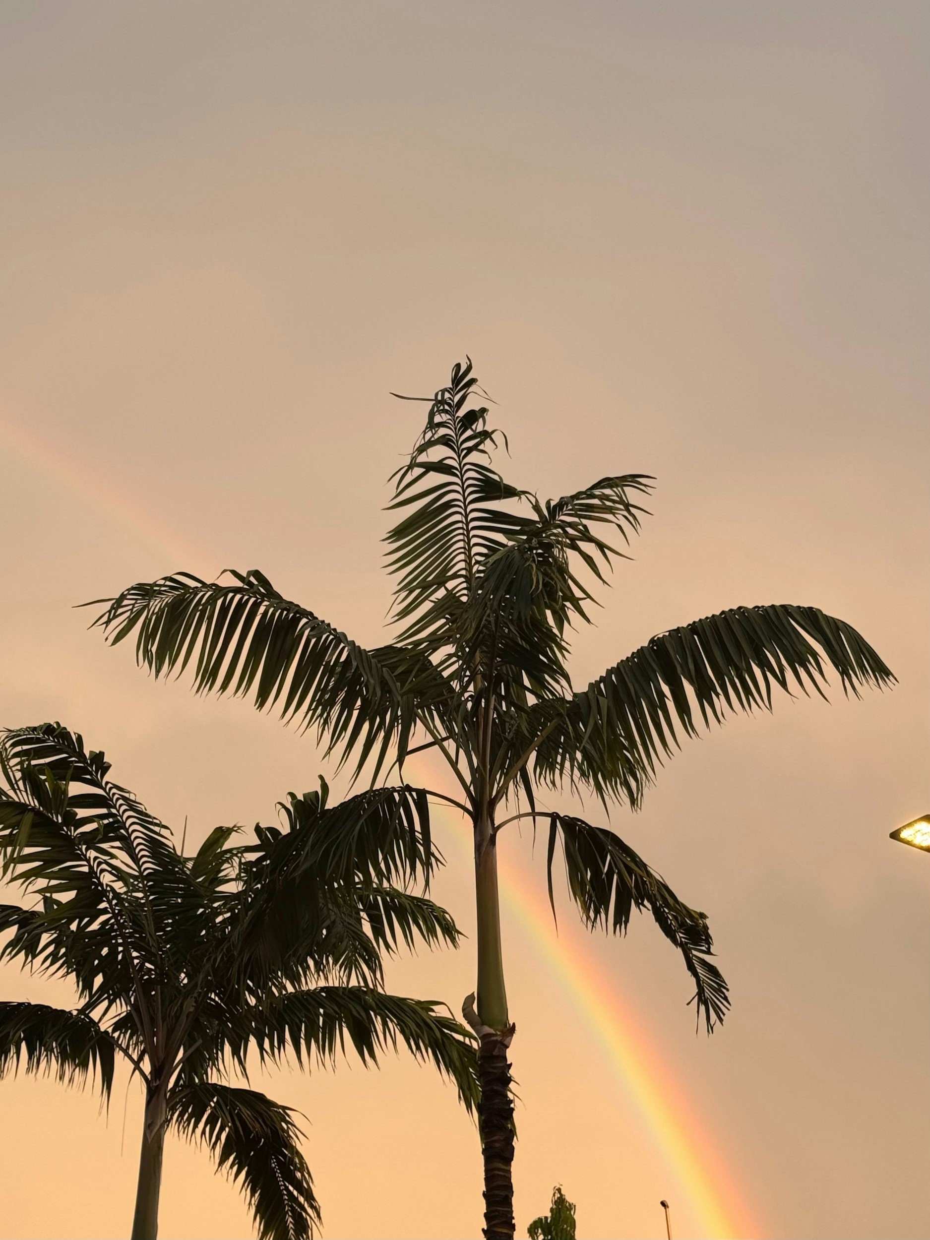 Rainbow over palm trees in Palm Springs California.