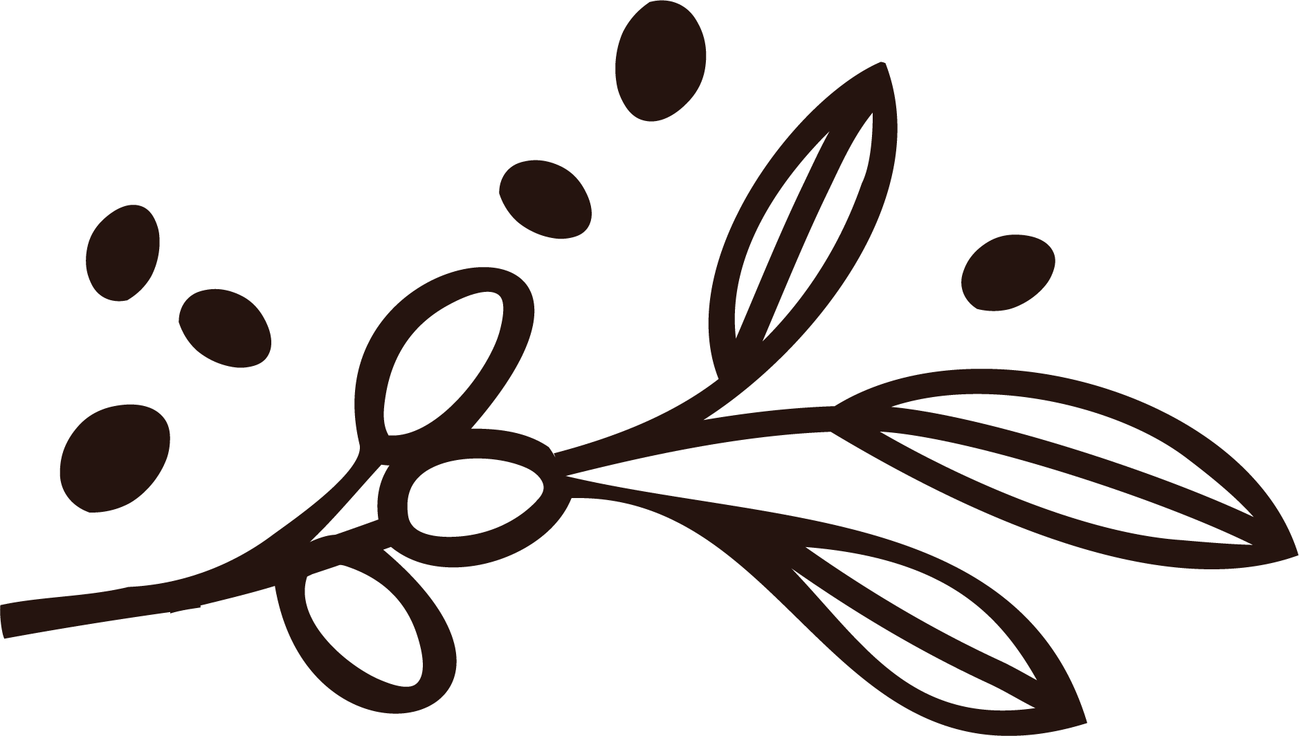 A simple brown line drawing of a plant with small round berries and elongated leaves.