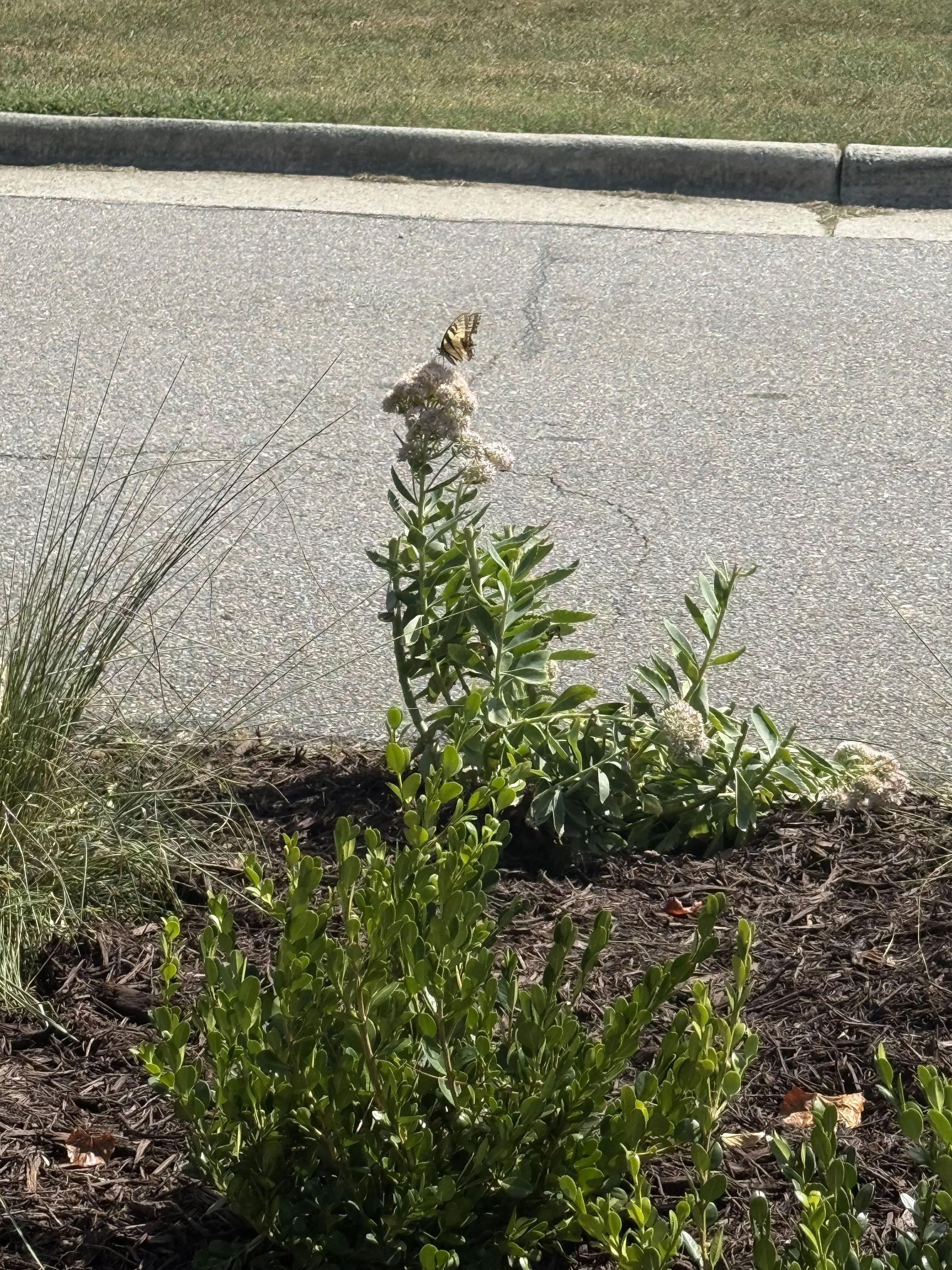 First pollinator spotted in the new garden!