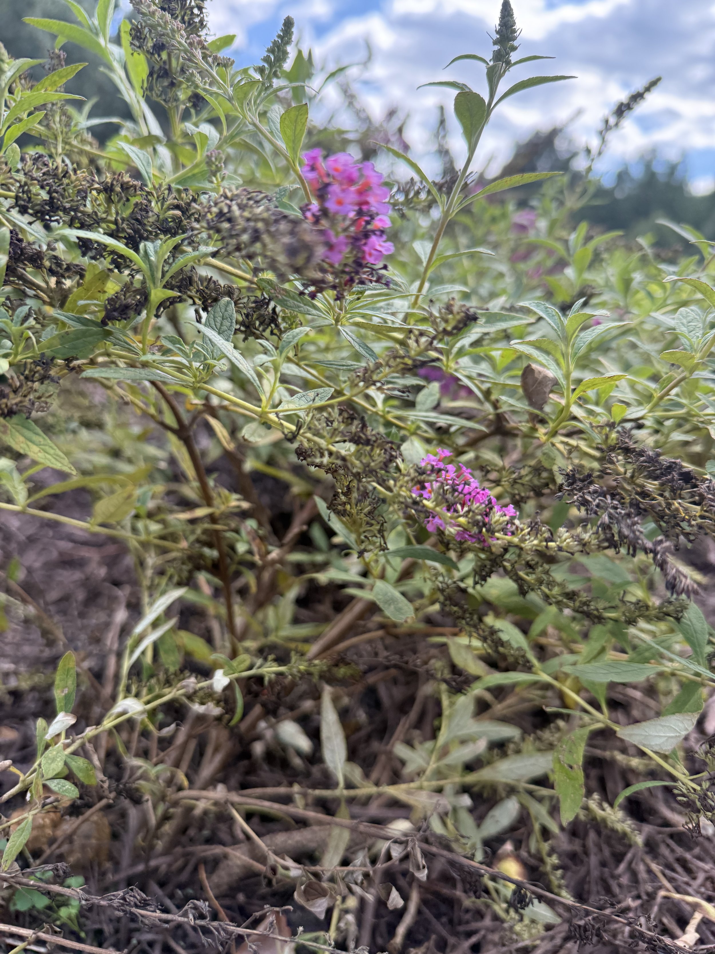 Residents voted to have a pollinator garden, here are the pugster variety of butterfly bushes  
