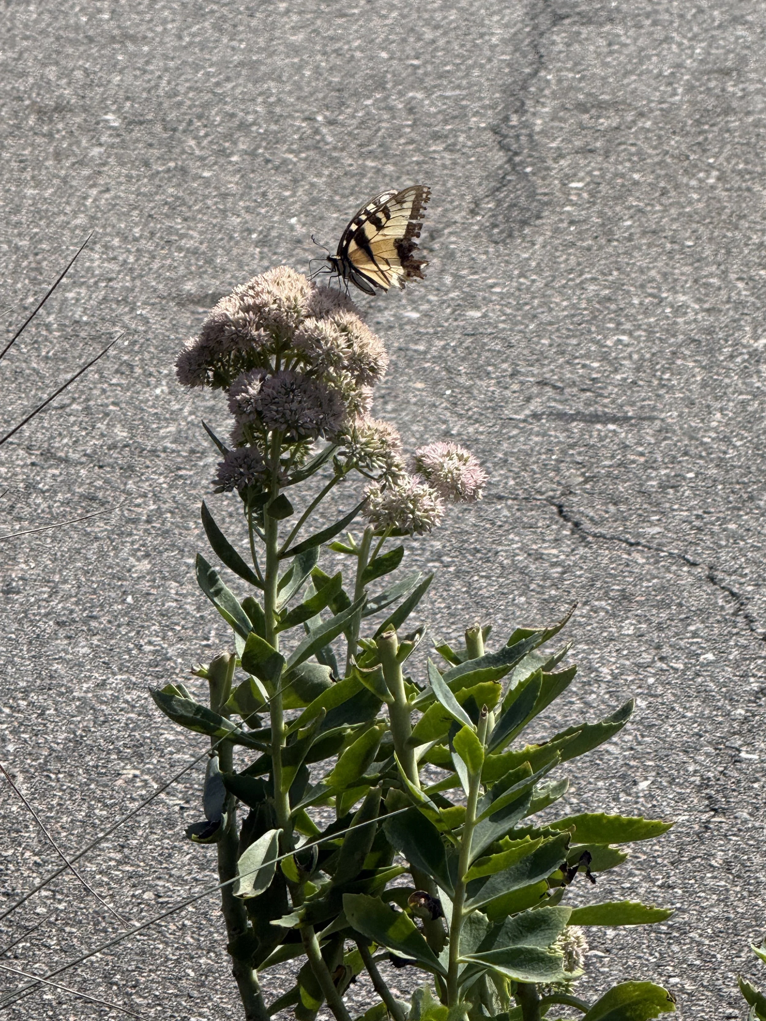 Butterfly moment!