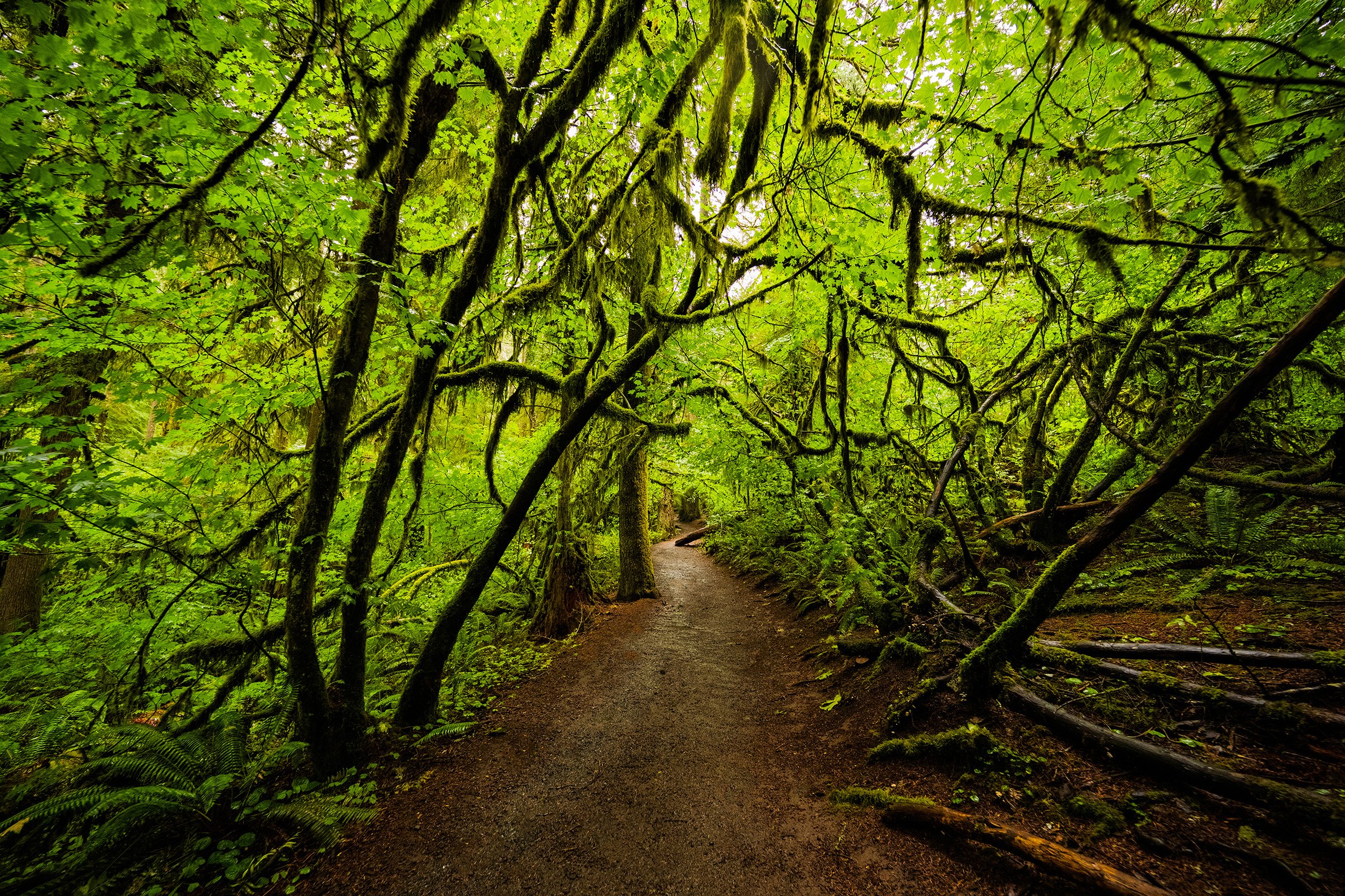 "Primeval Trails"