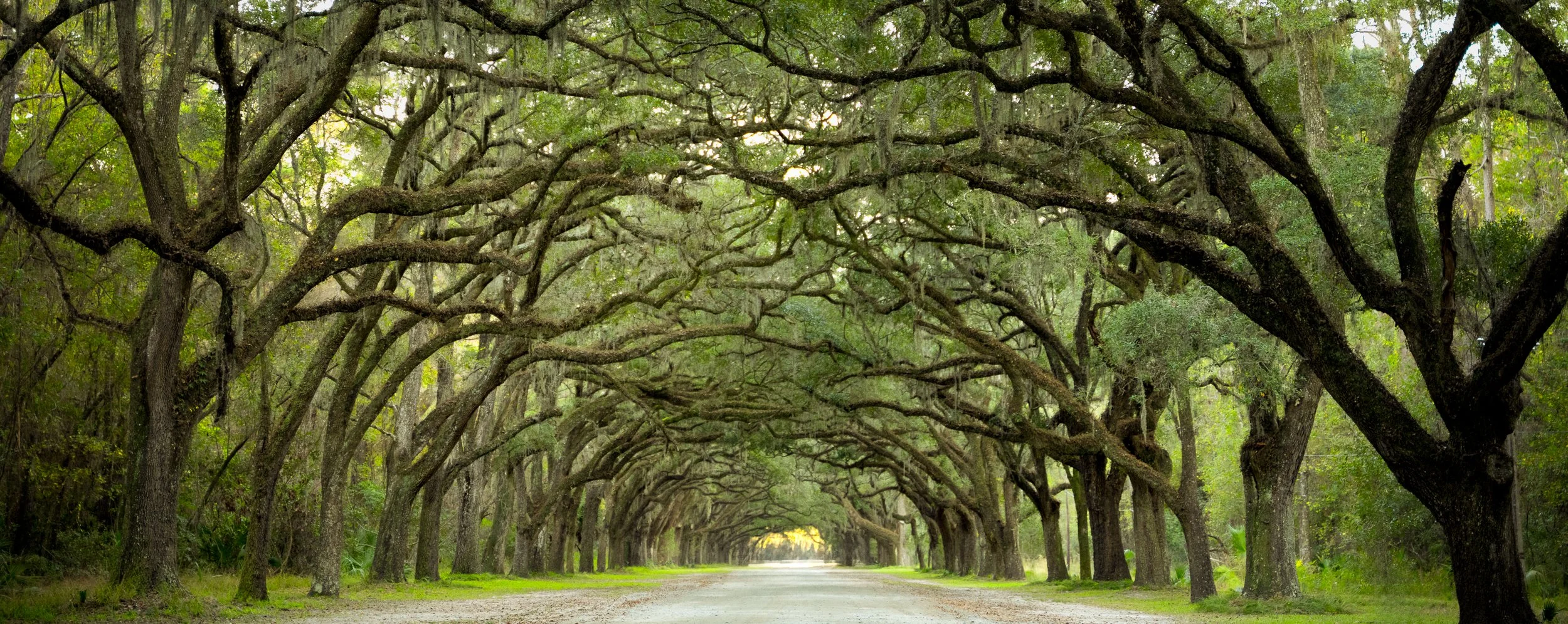 "The Avenue"