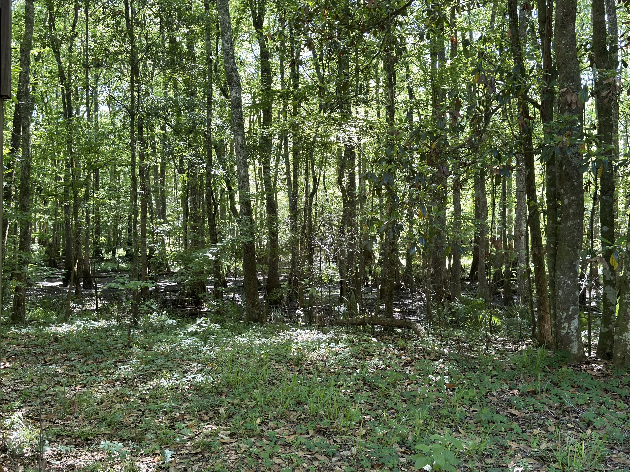 A dense forest with tall trees, lush green foliage, and sunlight filtering through the canopy.