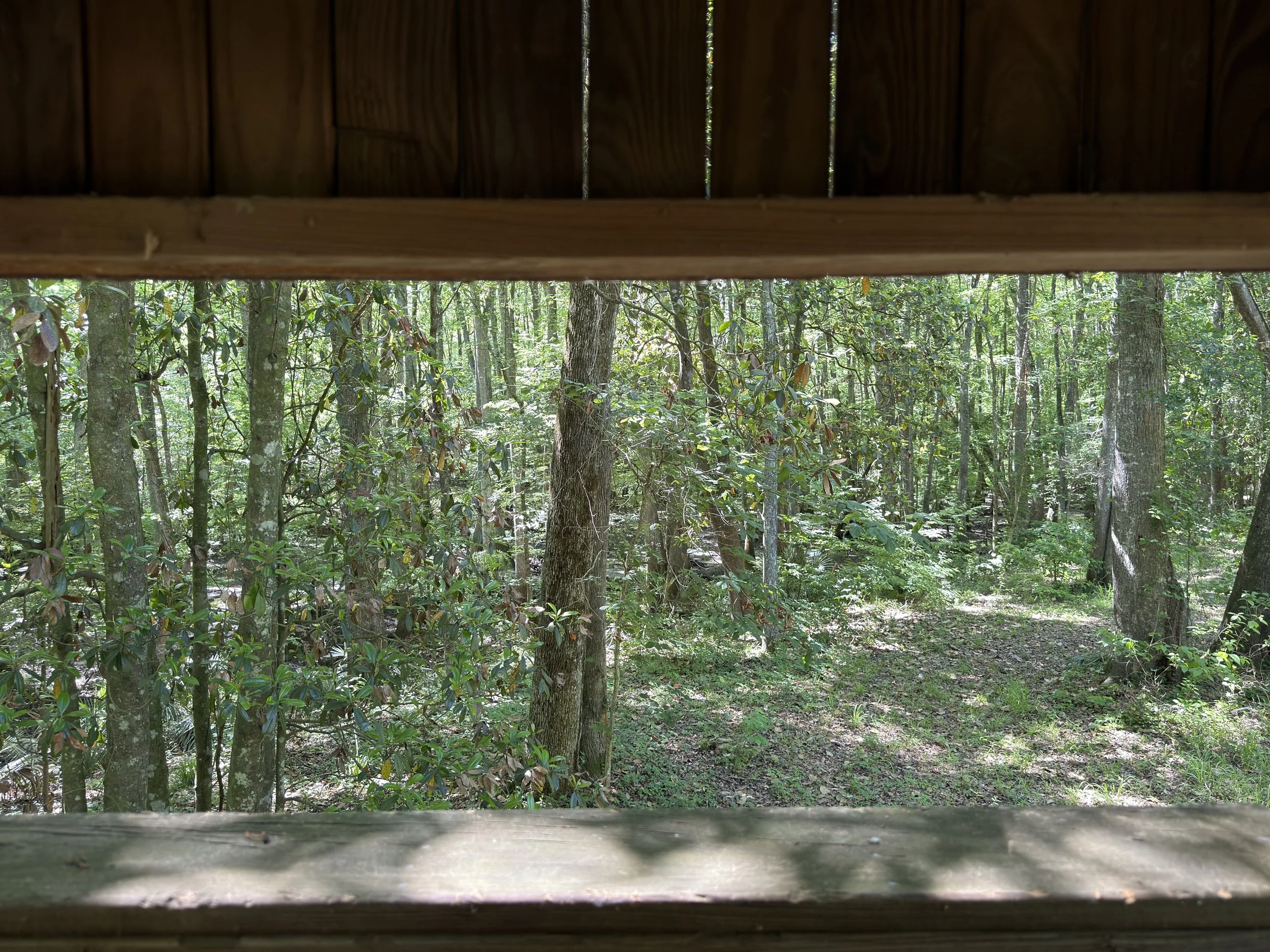 View of a dense forest with tall trees and green foliage, seen through a wooden opening in a structure.