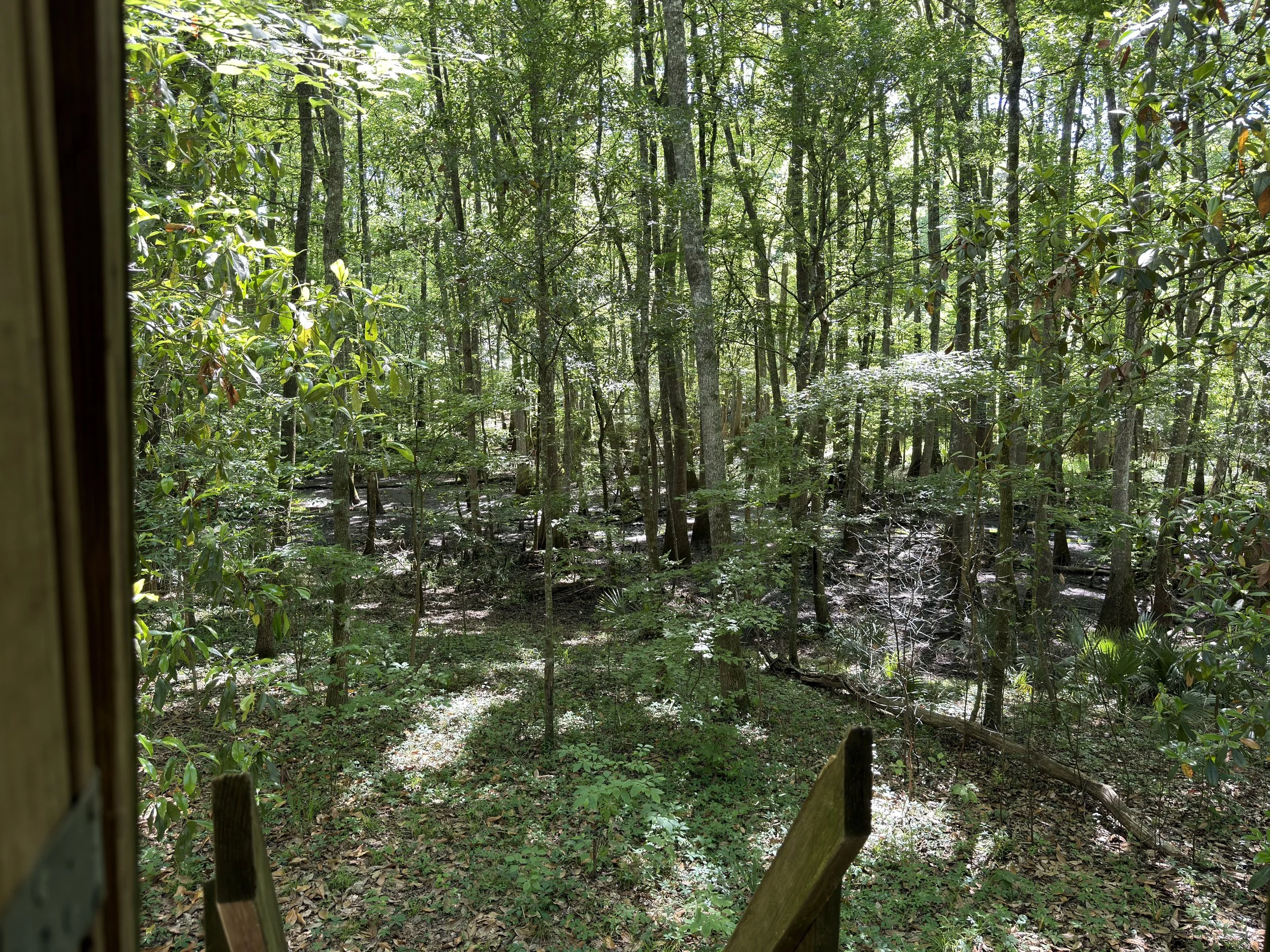 View of a dense forest with tall trees, green leaves, and sunlight filtering through the canopy, seen from a wooden structure with a corner of a wooden frame in the foreground.