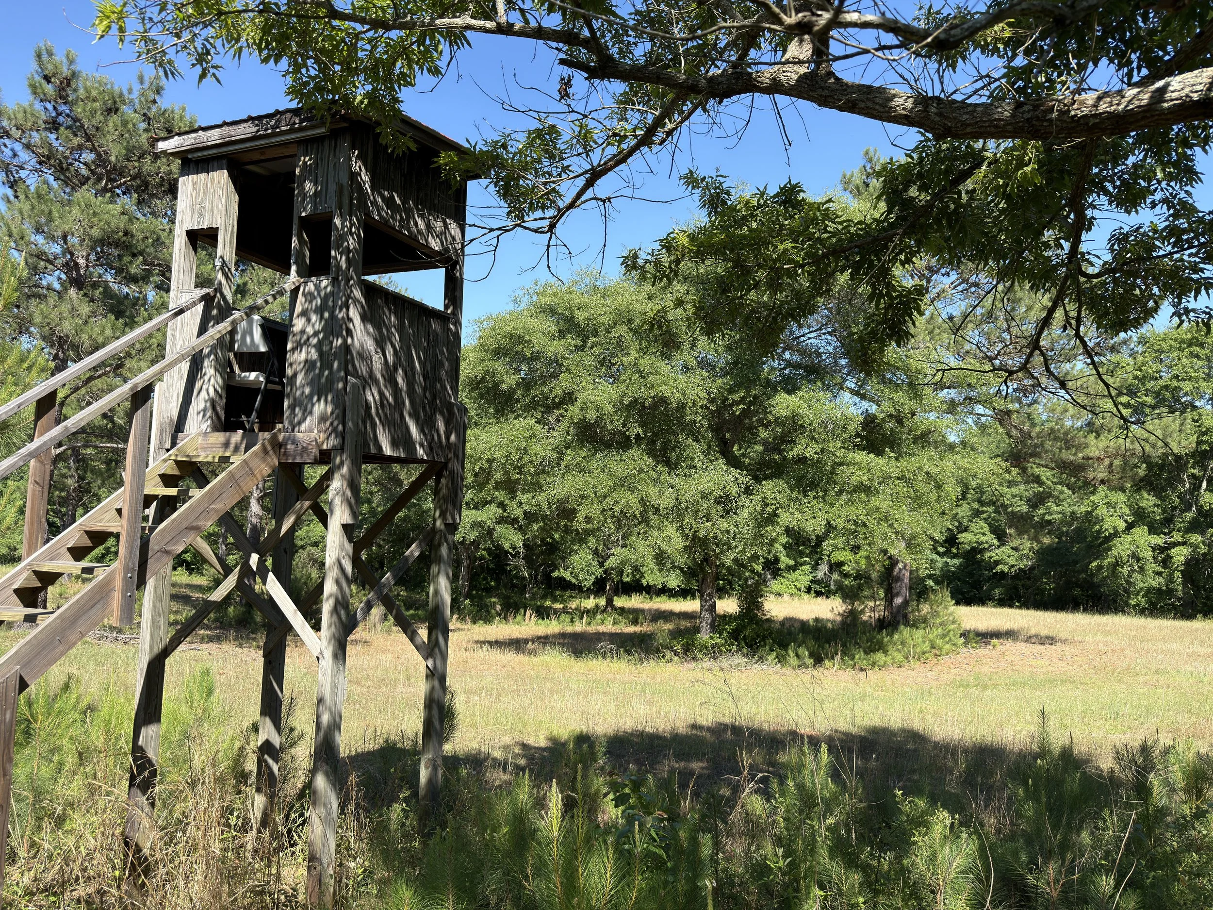 A wooden treehouse on stilts with stairs, surrounded by tall trees and greenery under a bright blue sky.
