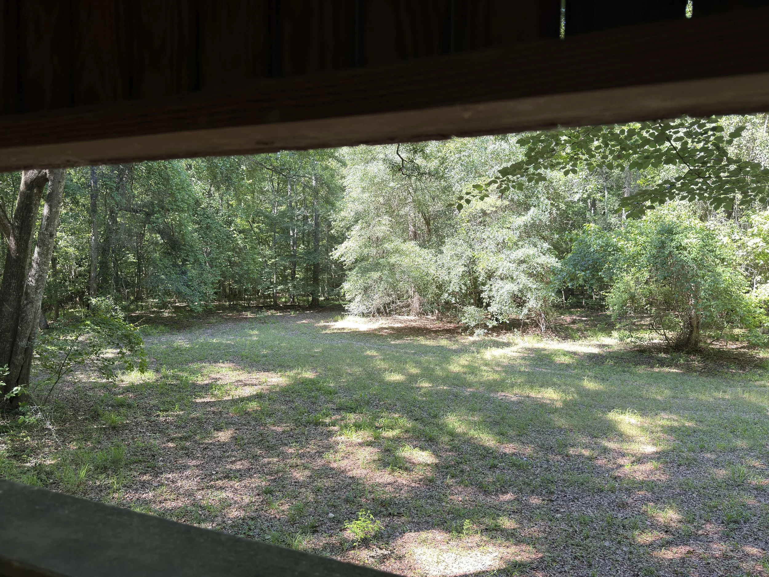 View from inside a wooden structure looking out onto a green forest with sunlight filtering through trees.
