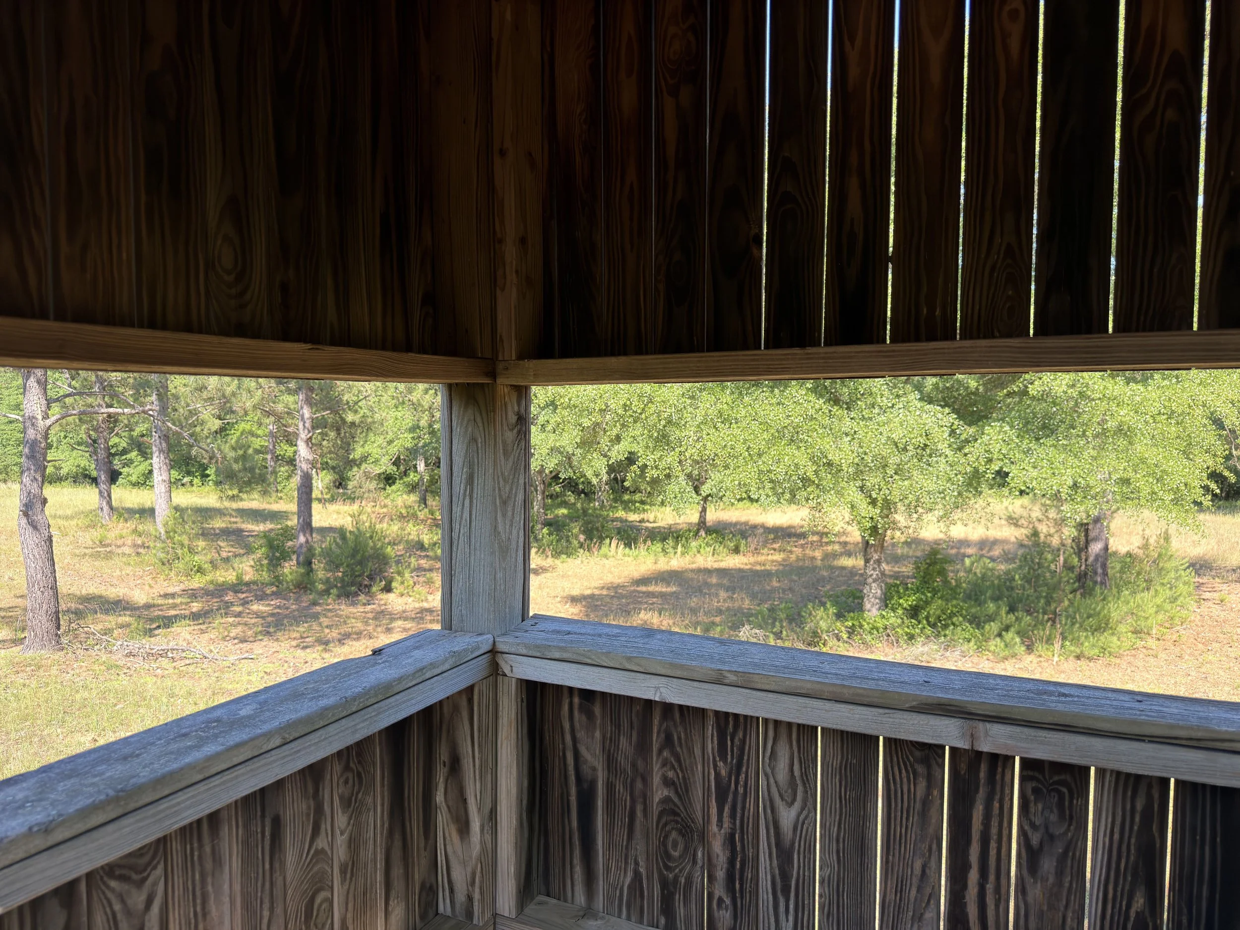 View from a wooden observation platform overlooking a forested area with multiple trees and green foliage.