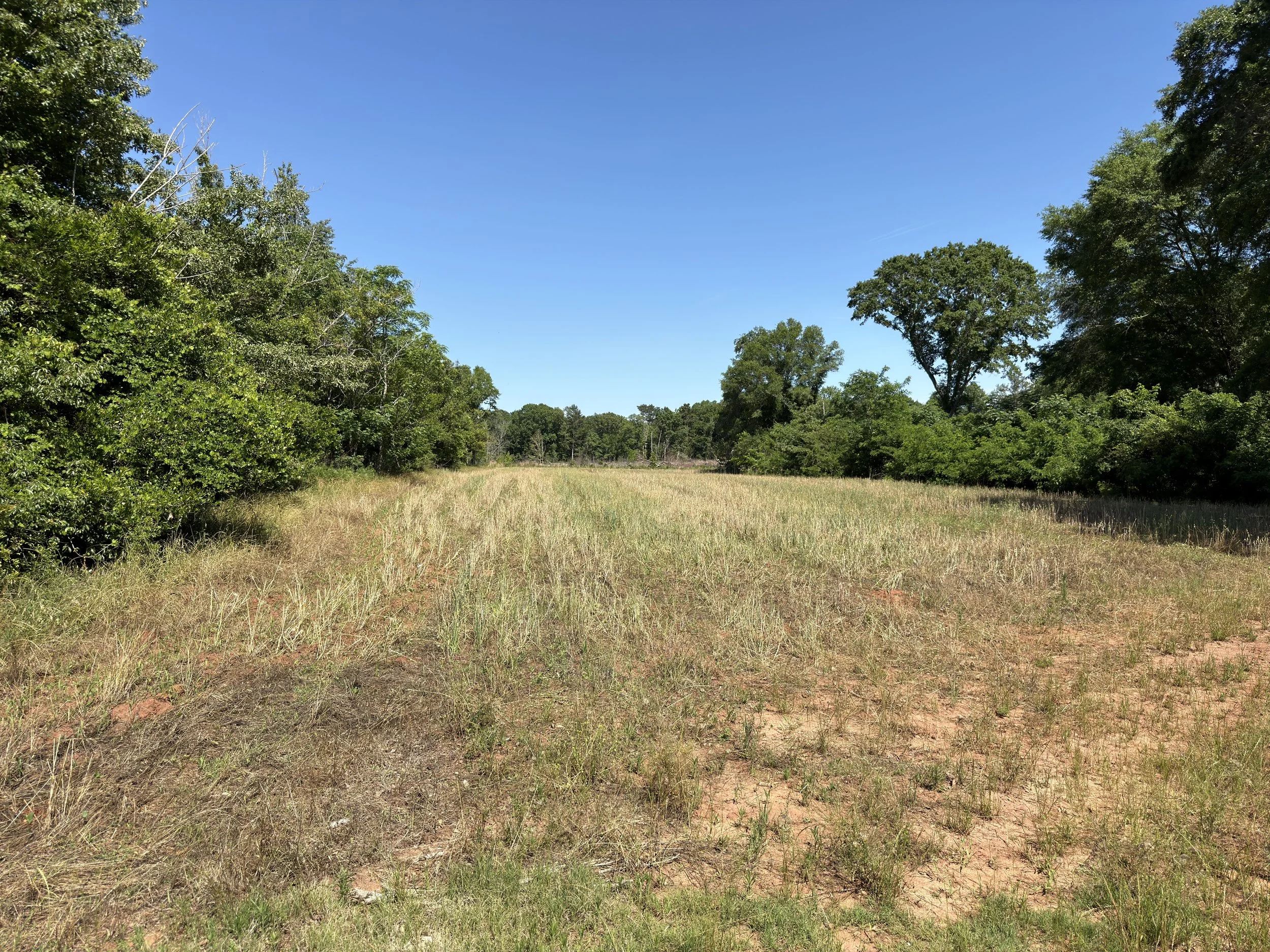 A grassy field bordered by tall green trees on either side under a clear blue sky.