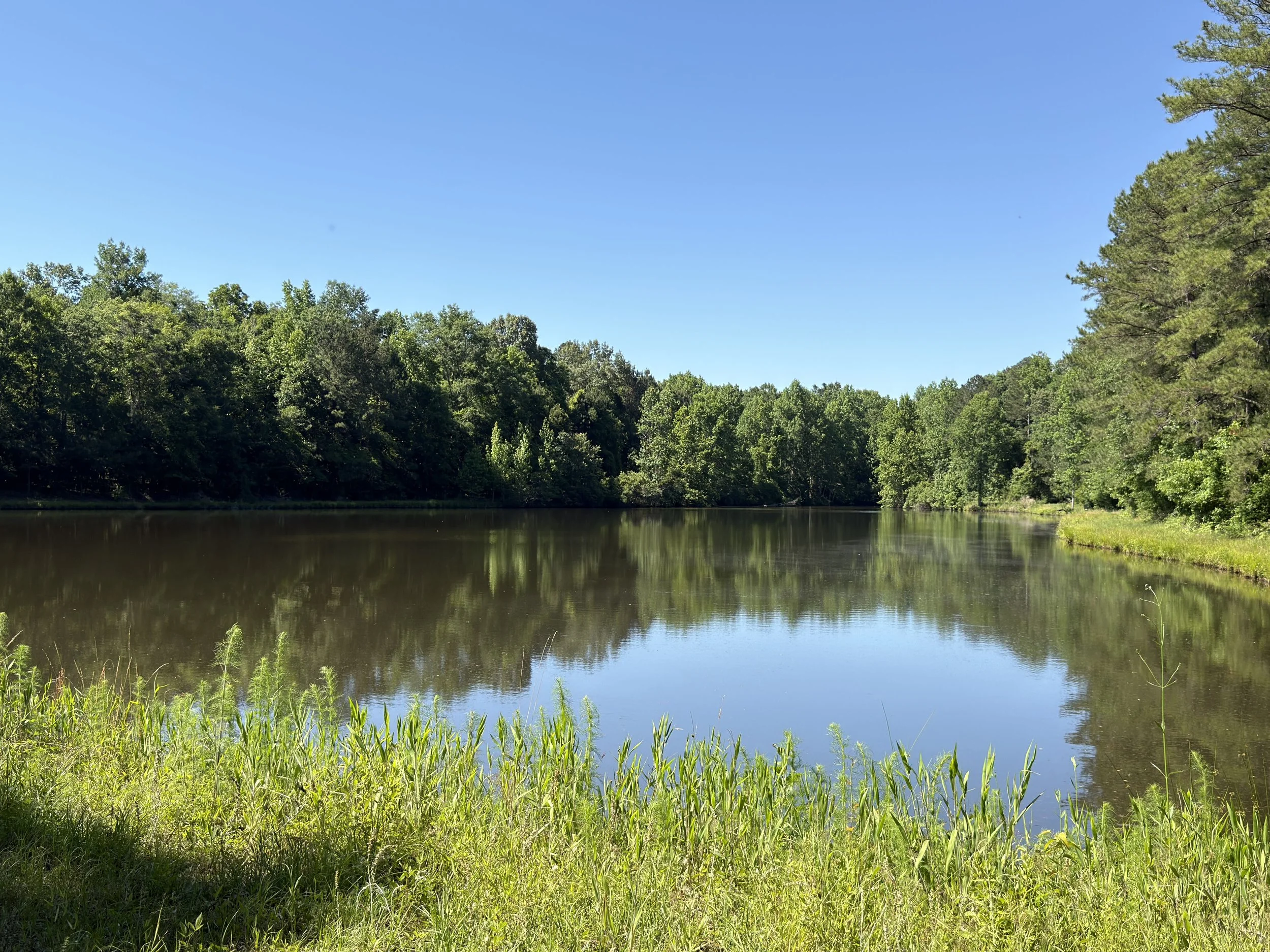 A peaceful river surrounded by lush green trees and grass under a bright blue sky.