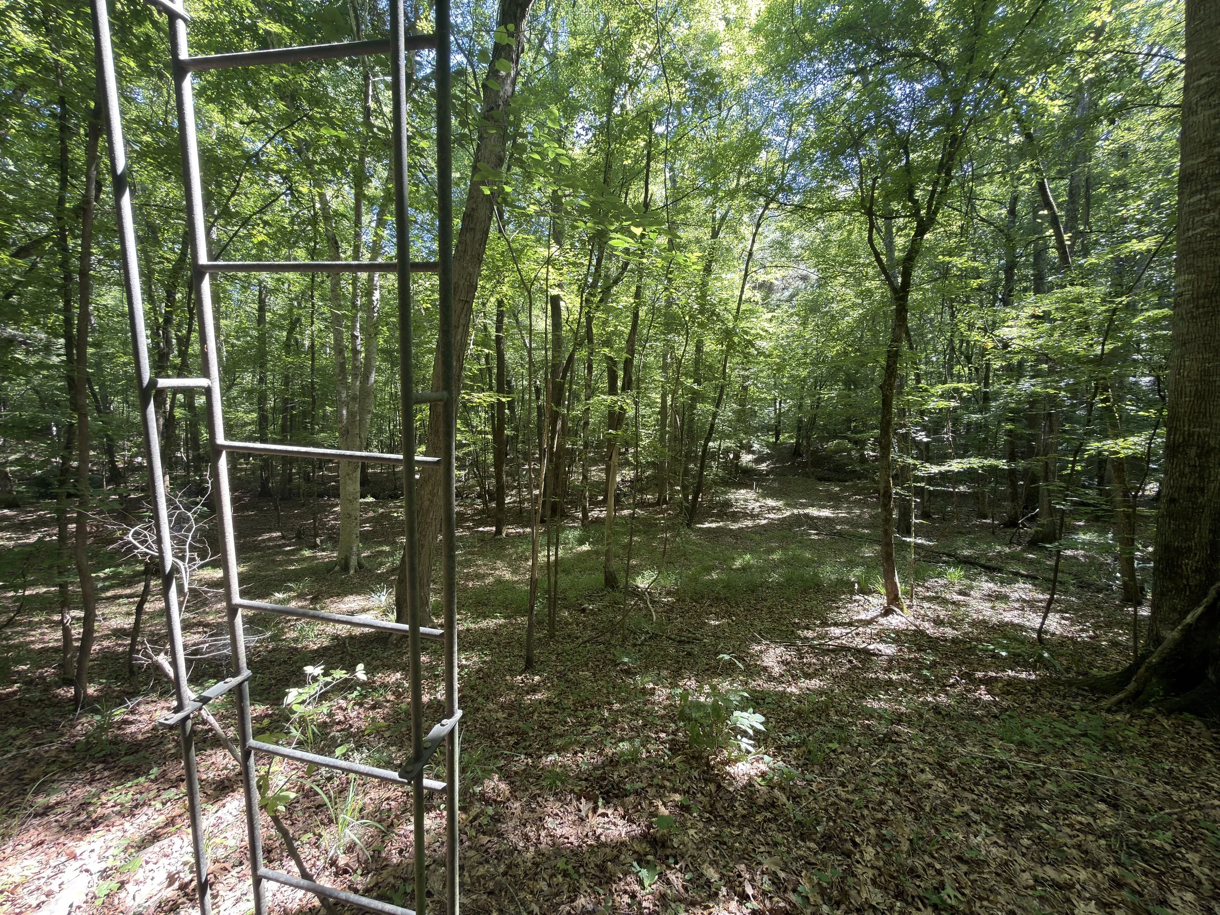A metal ladder leaning against a tree in a dense green forest with tall trees and sunlight filtering through the leaves.