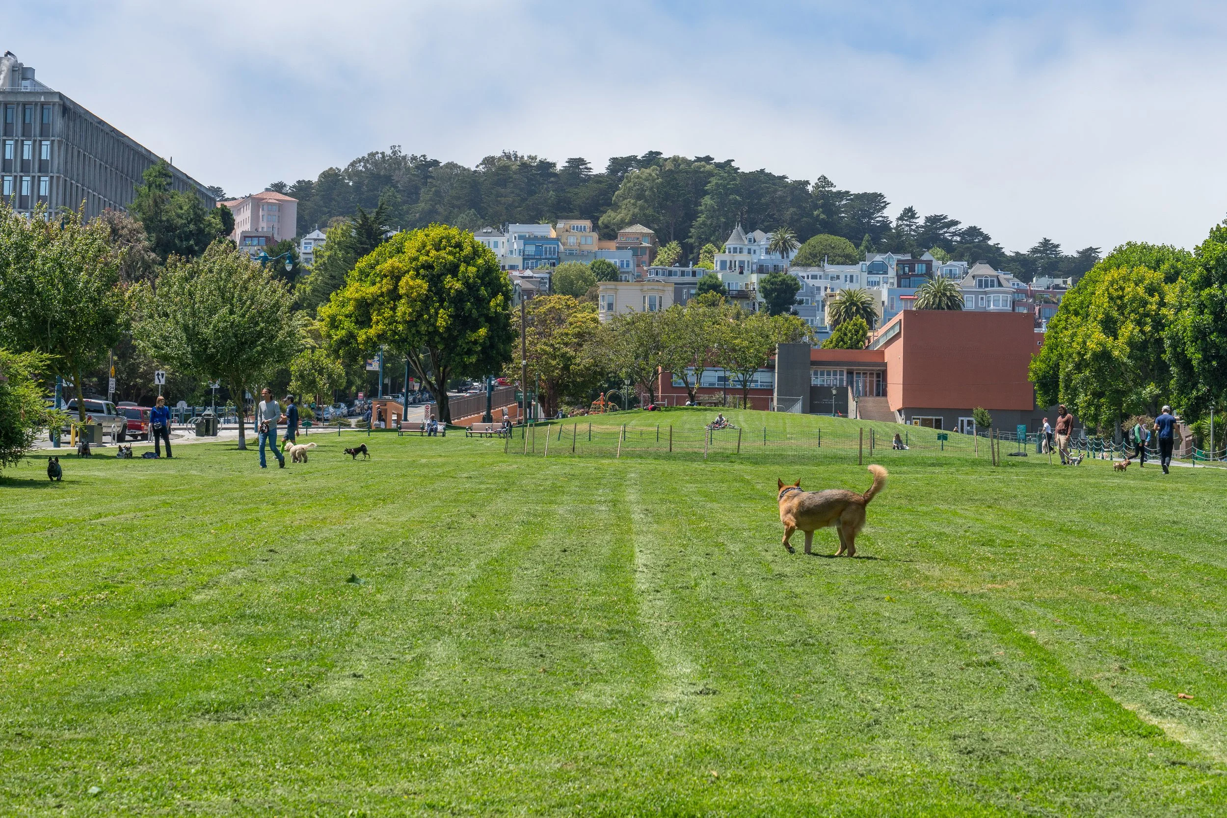 A park with people walking and playing with dogs on a grassy area, trees, and a hillside neighborhood with houses in the background under a partly cloudy sky.