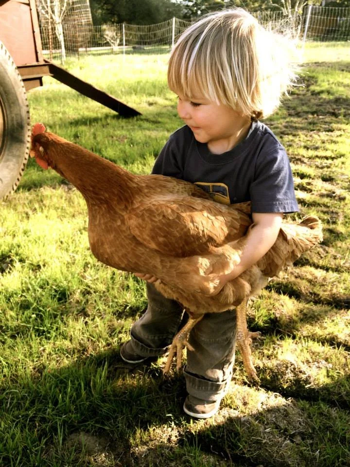 A young child holding a large brown chicken outdoors in a grassy area during daylight.