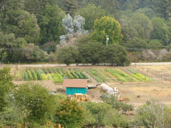 A small farm with vegetable rows, a blue shed, and trees in the background.